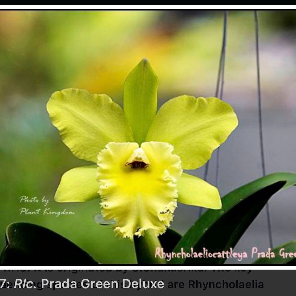 Photo of the plant species Rhyncholaeliocattleya 'Prada Green Deluxe' by @Dawgfreak named Cat Prada Green Deluxe on Greg, the plant care app