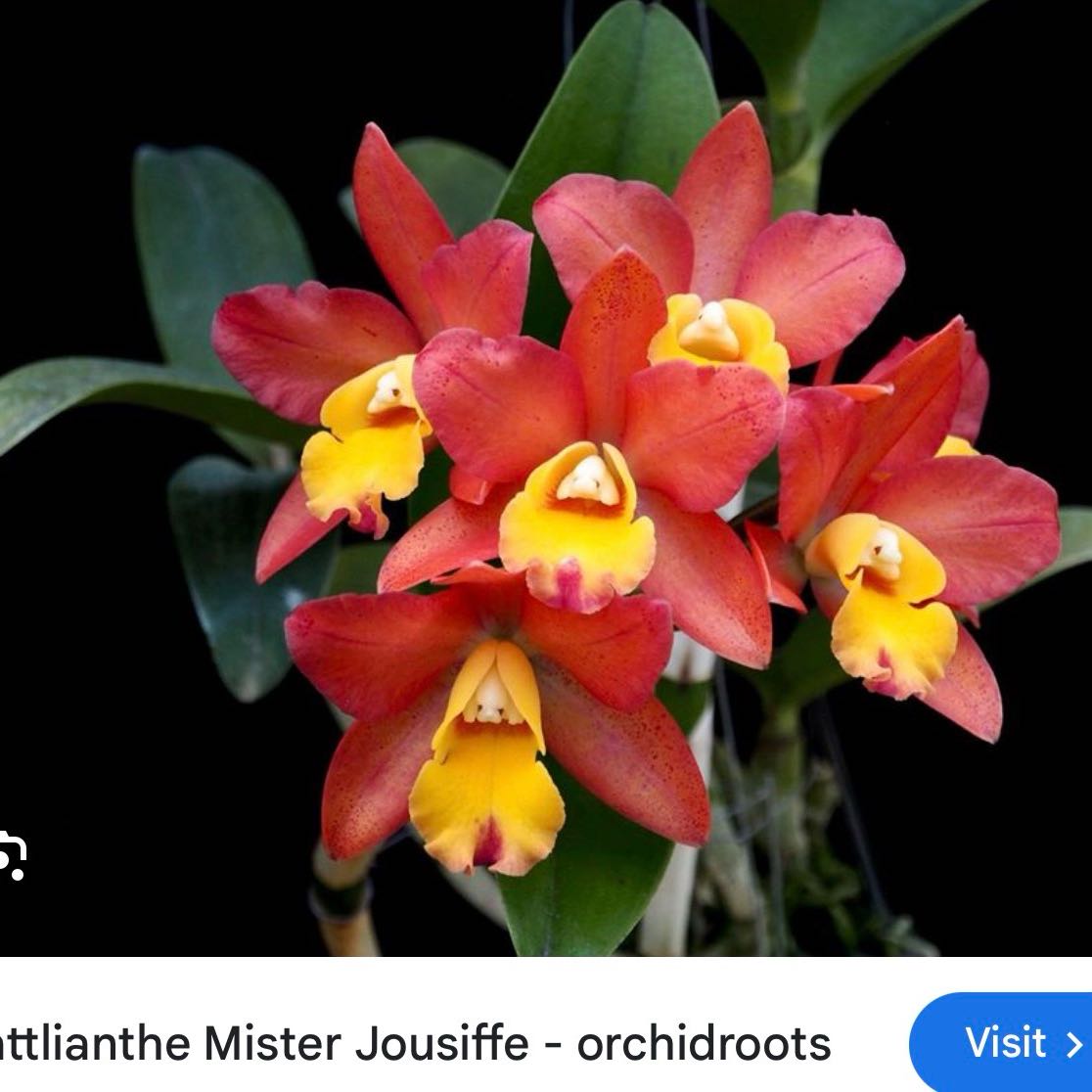 Photo of the plant species Cattleya Hybrid by @Dawgfreak named Cat Mister Jousiffee on Greg, the plant care app