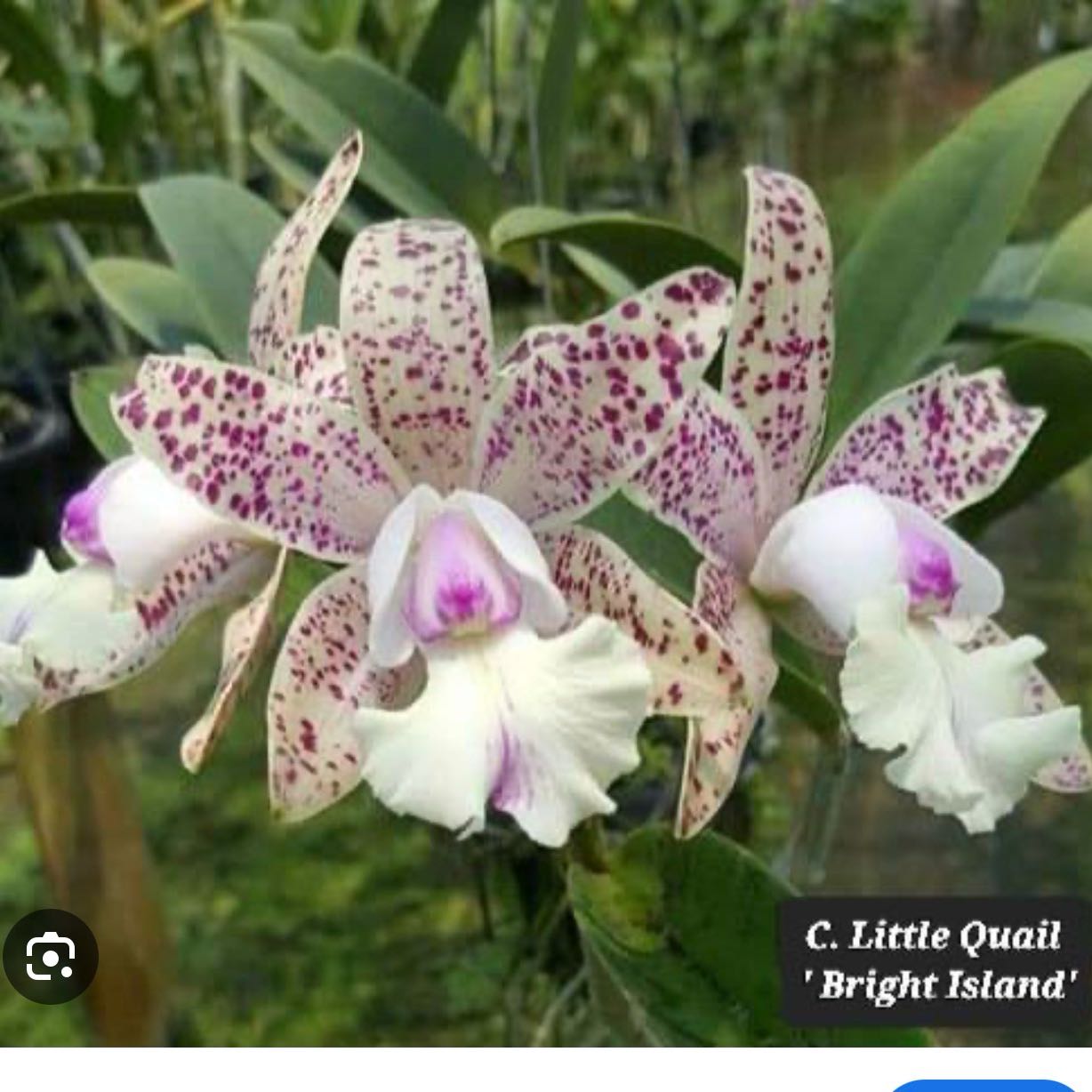 Photo of the plant species Cattleya Taiwan Mermaid by @Dawgfreak named Cat Little Quail Bright Island on Greg, the plant care app