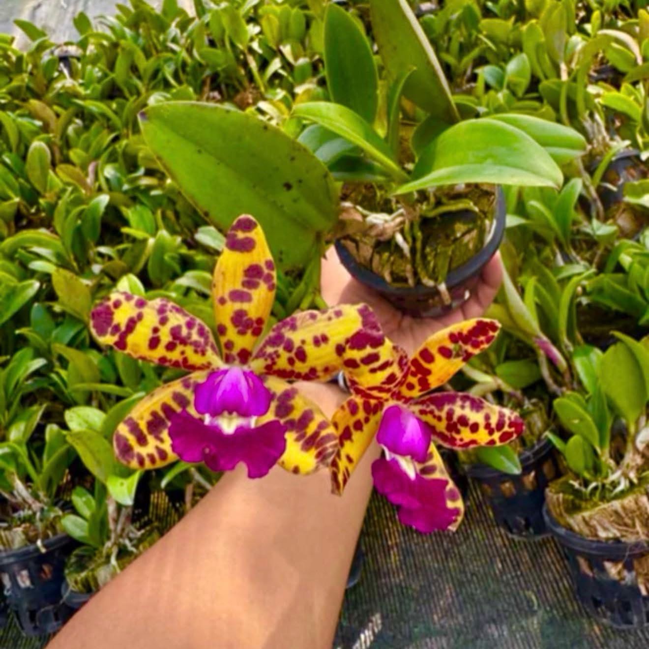 Photo of the plant species Cattleya Hybrid by @Dawgfreak named Cat Jungle Elf on Greg, the plant care app