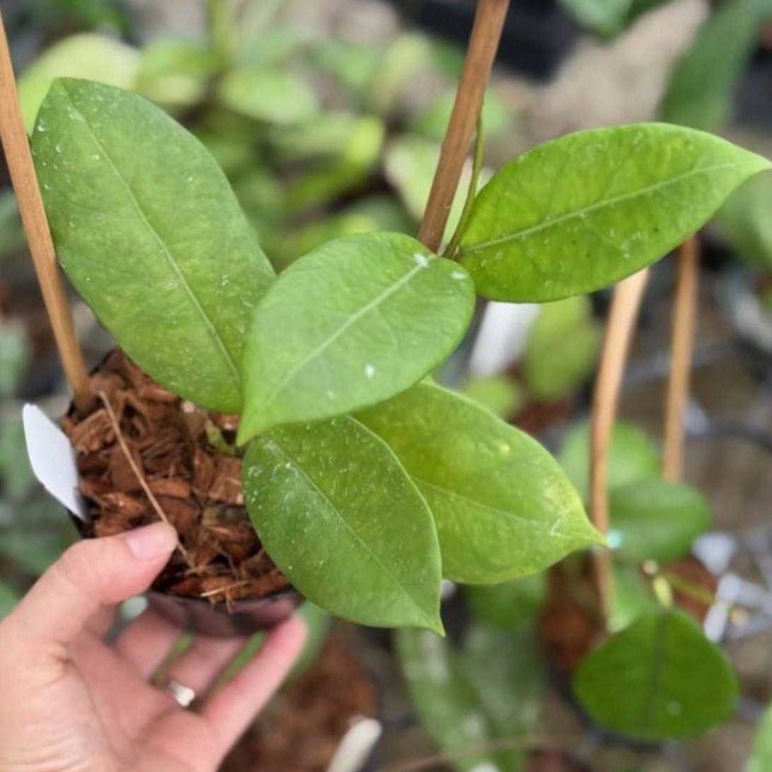 Photo of the plant species Hoya verticillata by @Dawgfreak named H. verticillata Doi Tung on Greg, the plant care app