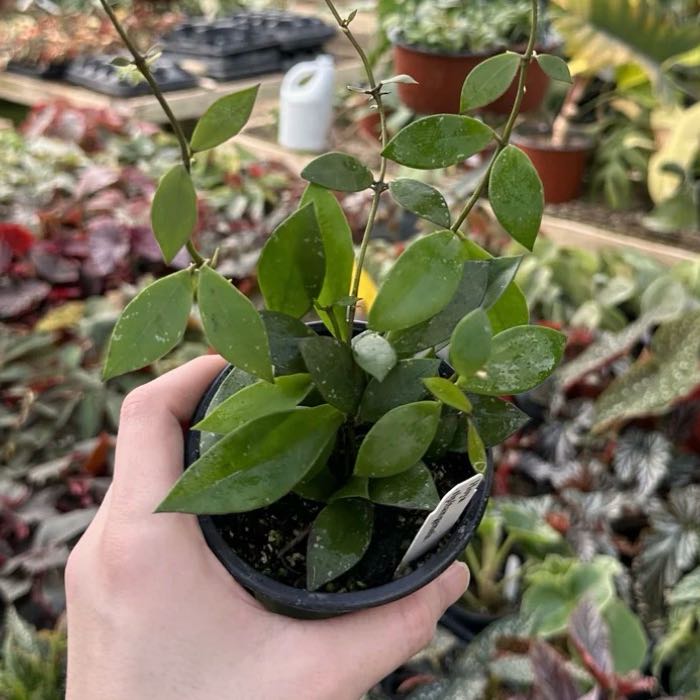 Photo of the plant species Hoya sipitangensis by @Dawgfreak named H. sipitangensis on Greg, the plant care app