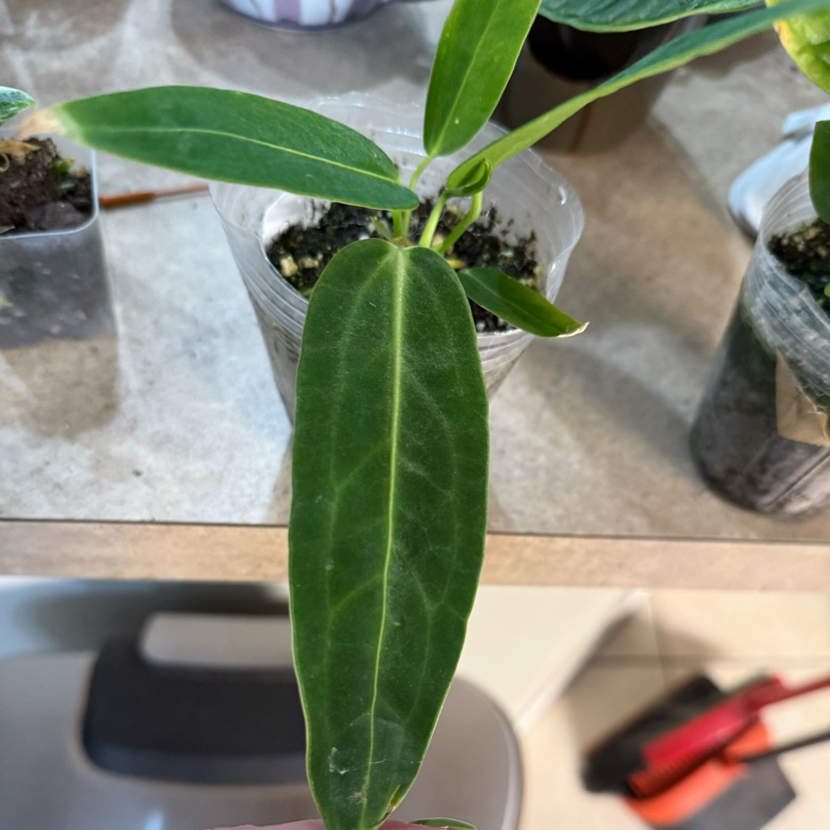 Photo of the plant species Anthurium warocqueanum by @Dawgfreak named Anth Queen on Greg, the plant care app