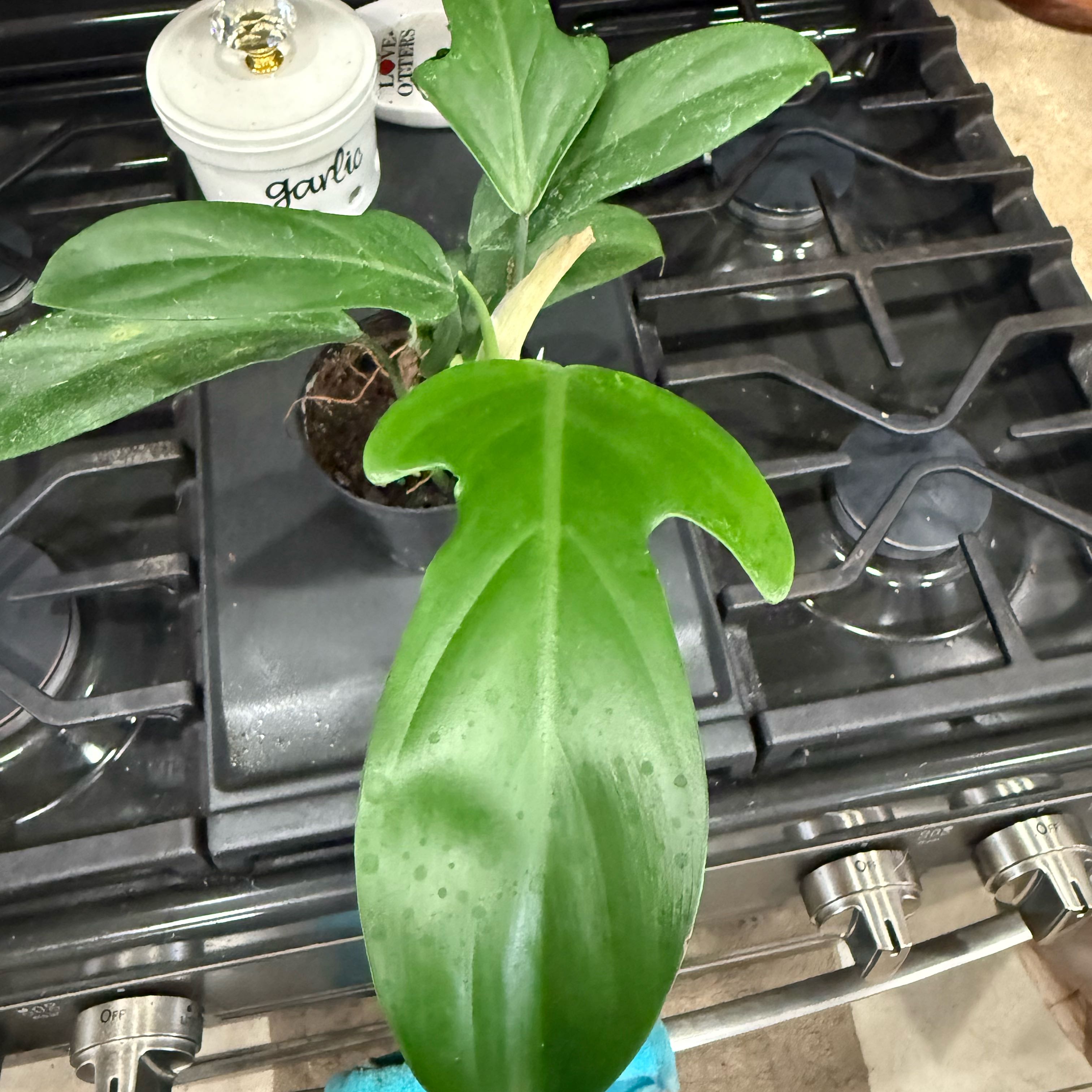 Photo of the plant species Philodendron panduriforme by @Dawgfreak named Philo panduriforme on Greg, the plant care app