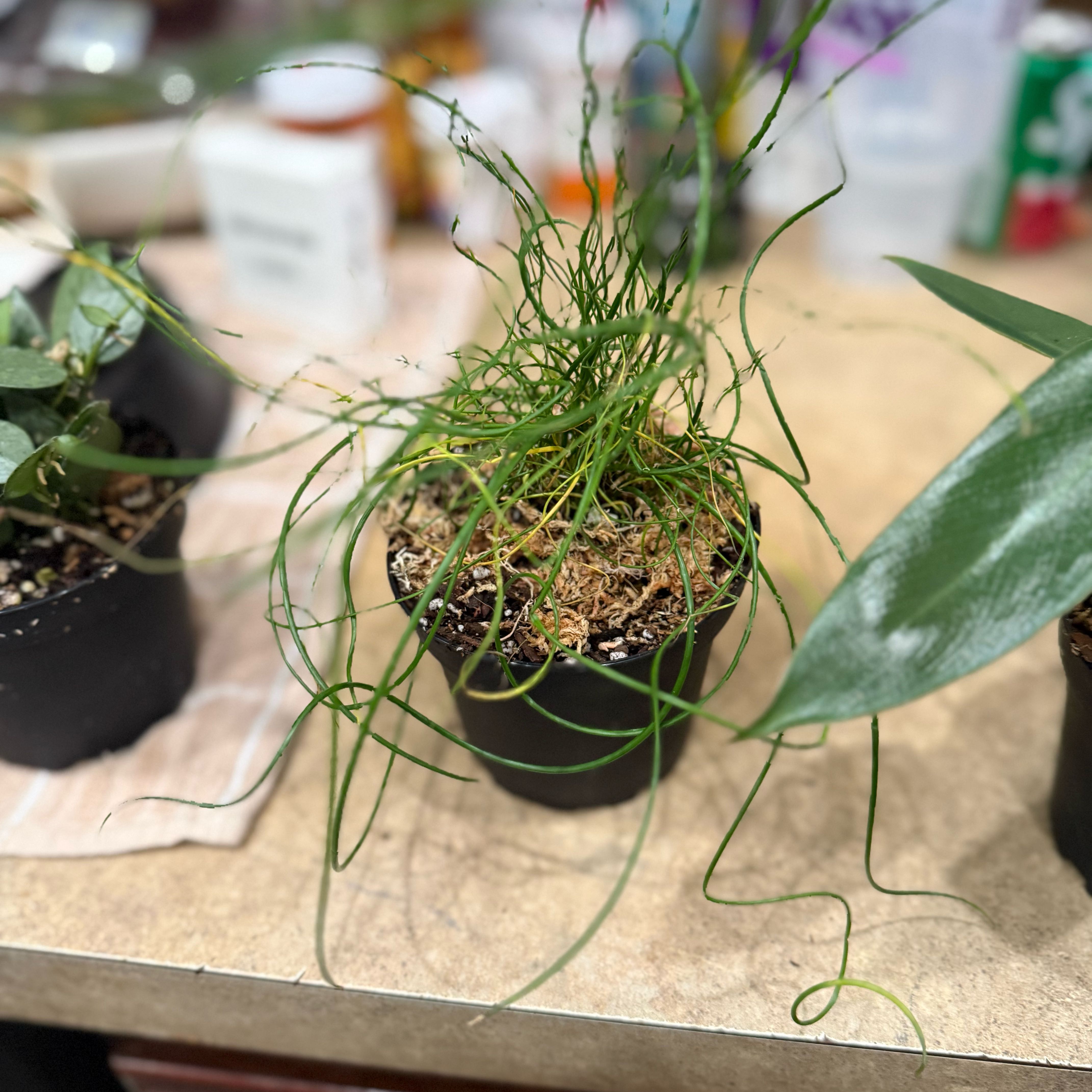 Photo of the plant species Juncus 'Spiralis' by @Dawgfreak named Juncus Spiralis on Greg, the plant care app
