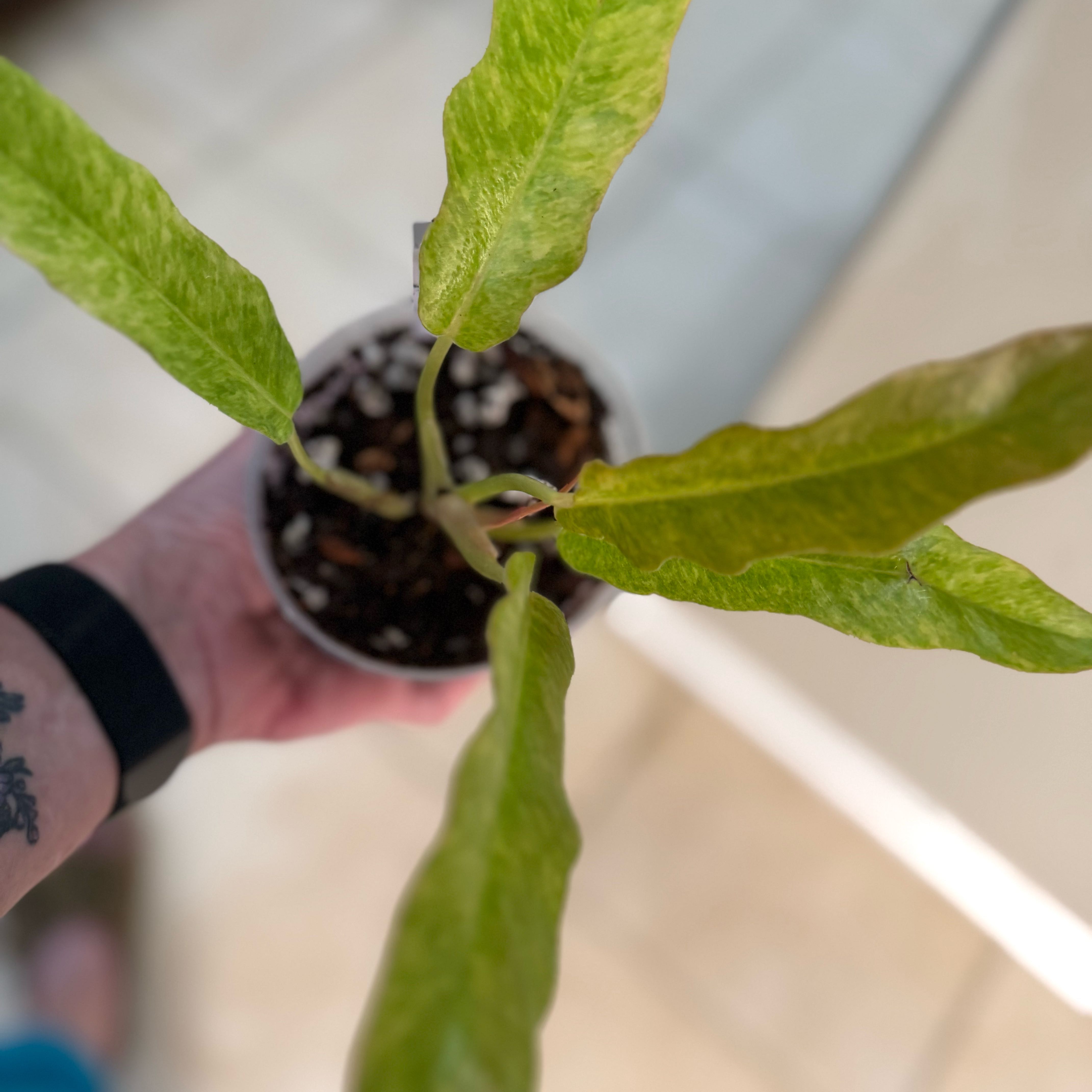 Photo of the plant species philodendron golden by @Dawgfreak named Philo golden marble serratum on Greg, the plant care app