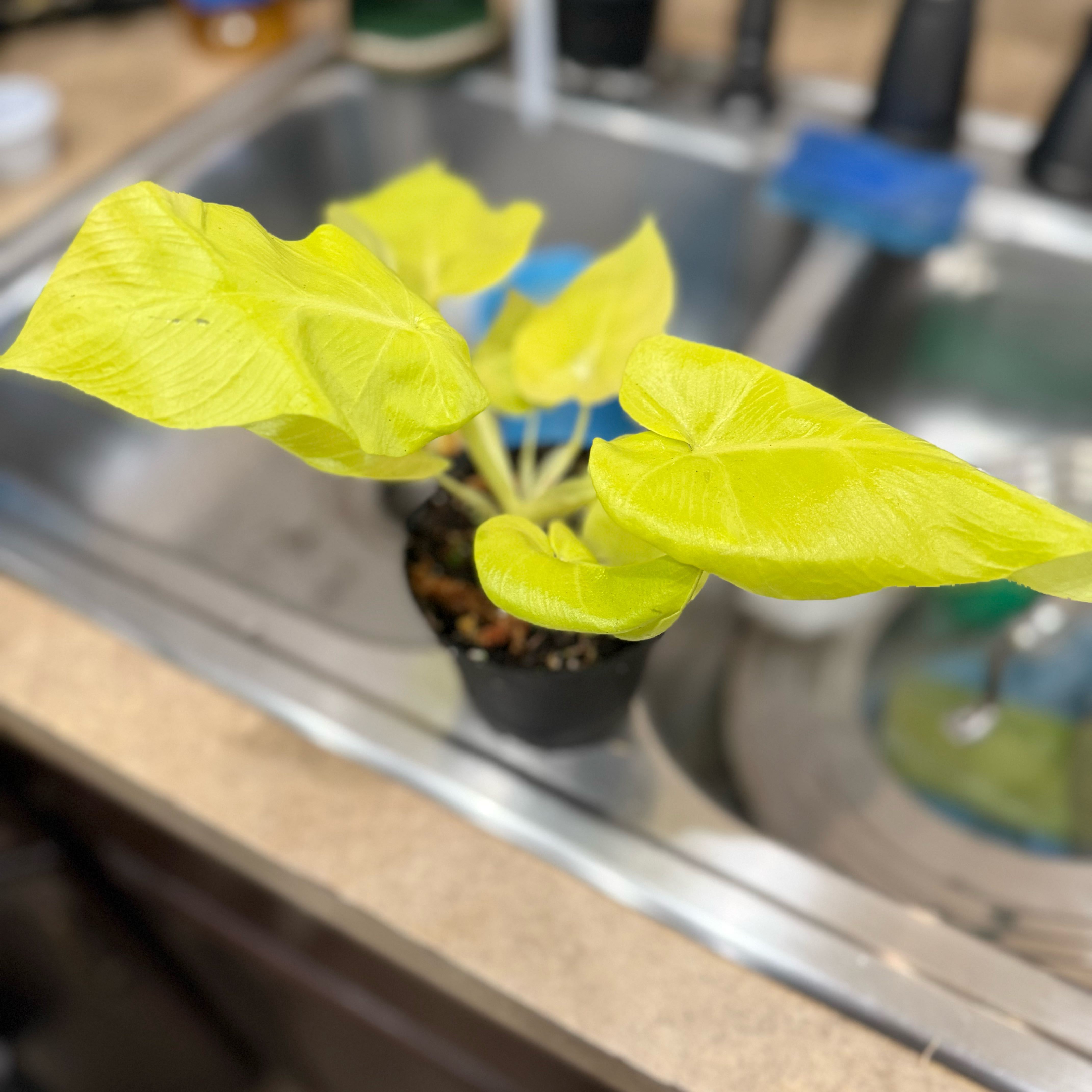 Photo of the plant species Philodendron 'Aurea Flavum' by @Dawgfreak named Philo mike wazowski on Greg, the plant care app