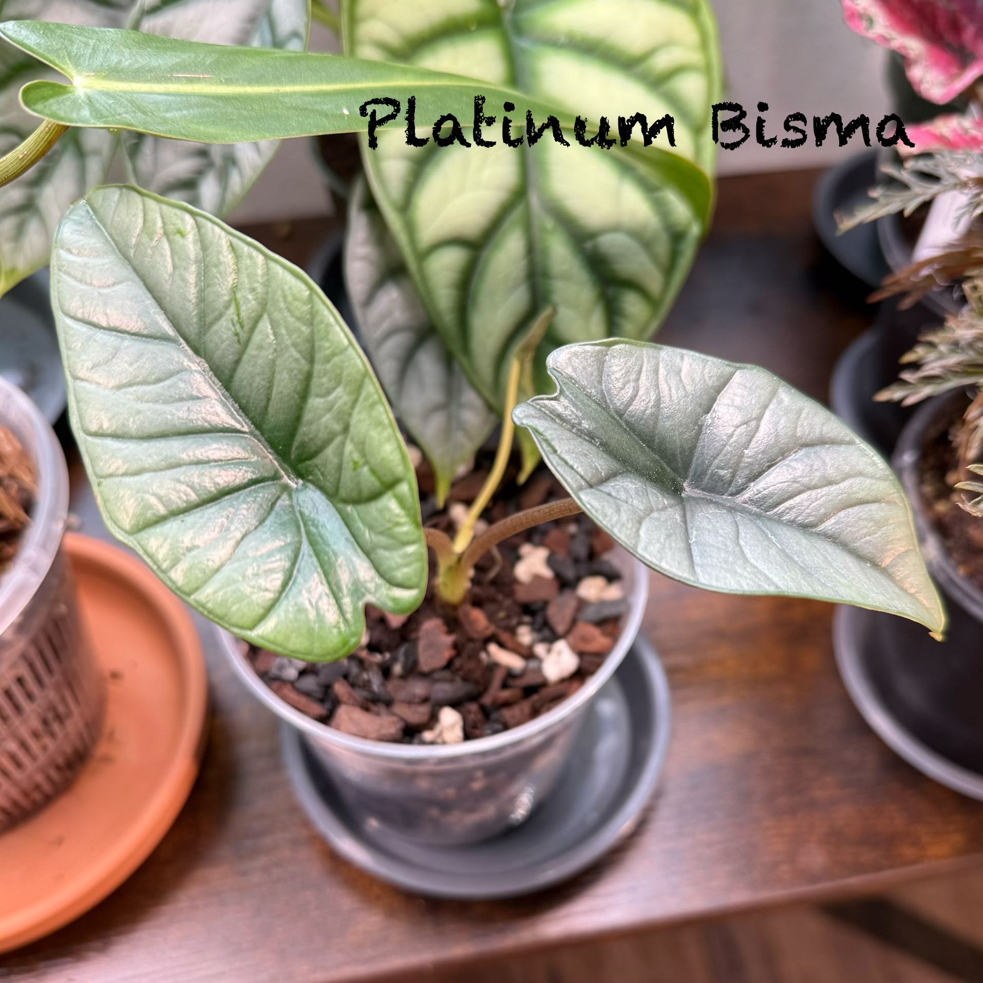 Photo of the plant species Alocasia Platinum by @Dawgfreak named A. Platinum Bisma on Greg, the plant care app