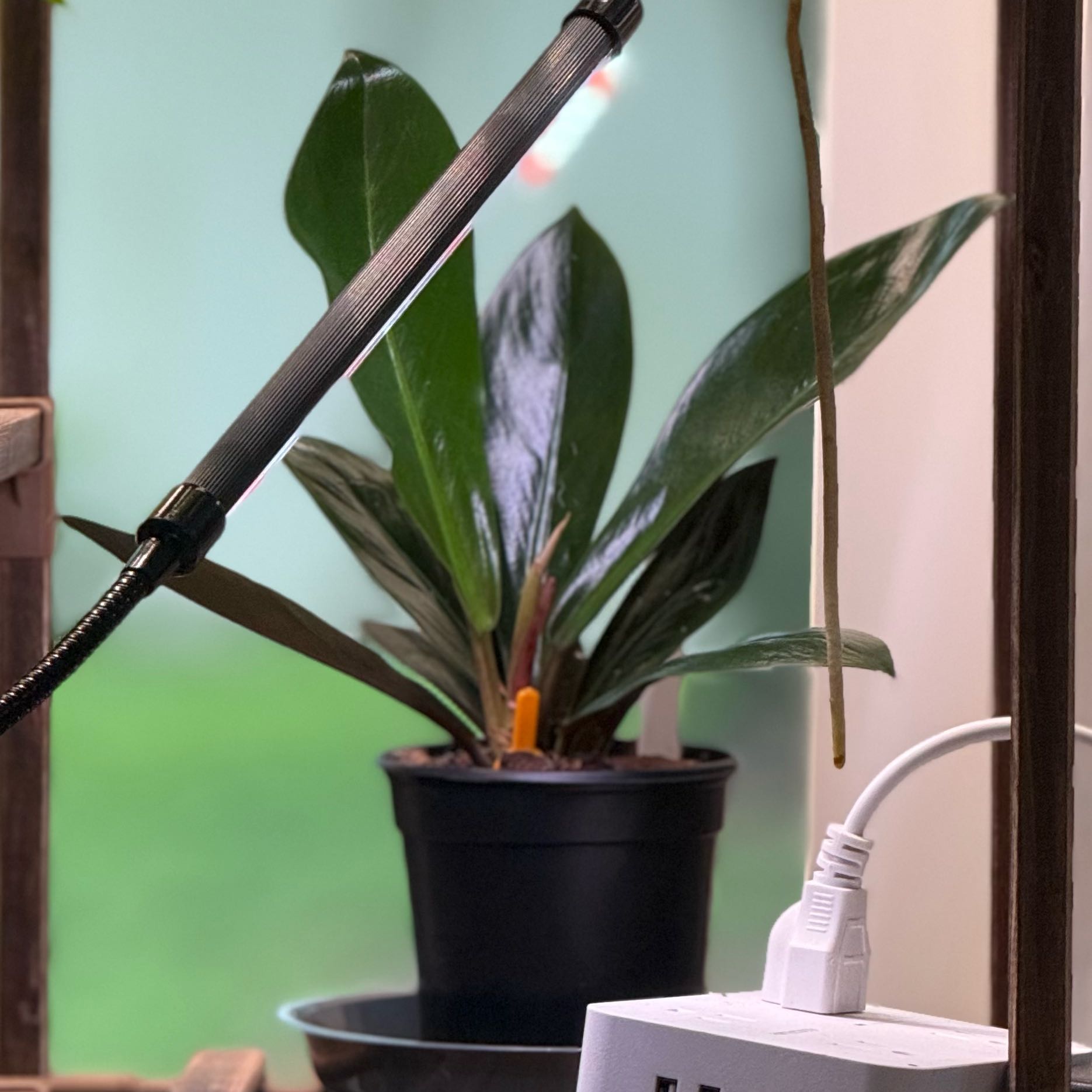 Photo of the plant species Linnaei Kunth by @Dawgfreak named Philo linnaei kunth on Greg, the plant care app