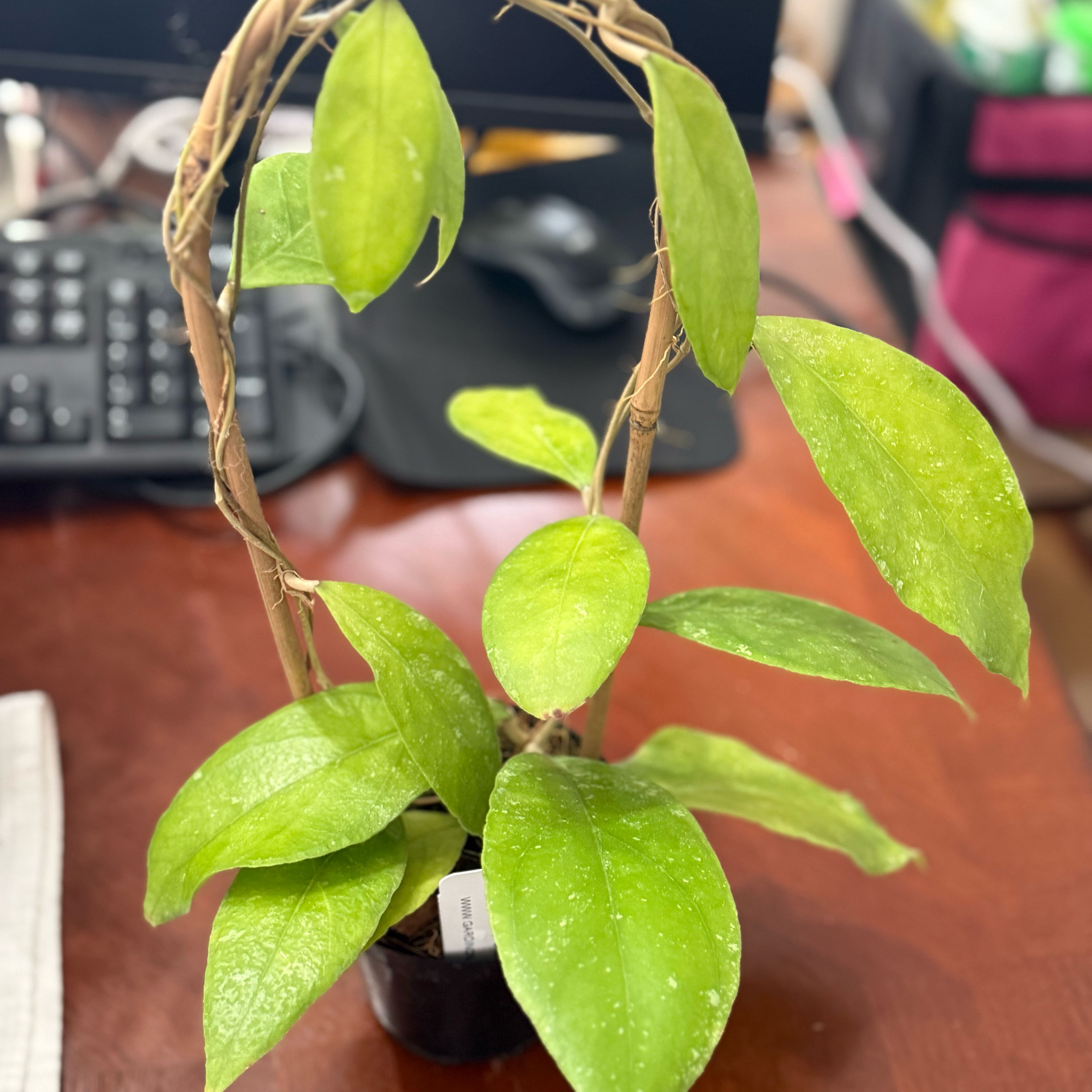 Photo of the plant species Hoya Chicken Farm by @Dawgfreak named H. chicken farm on Greg, the plant care app