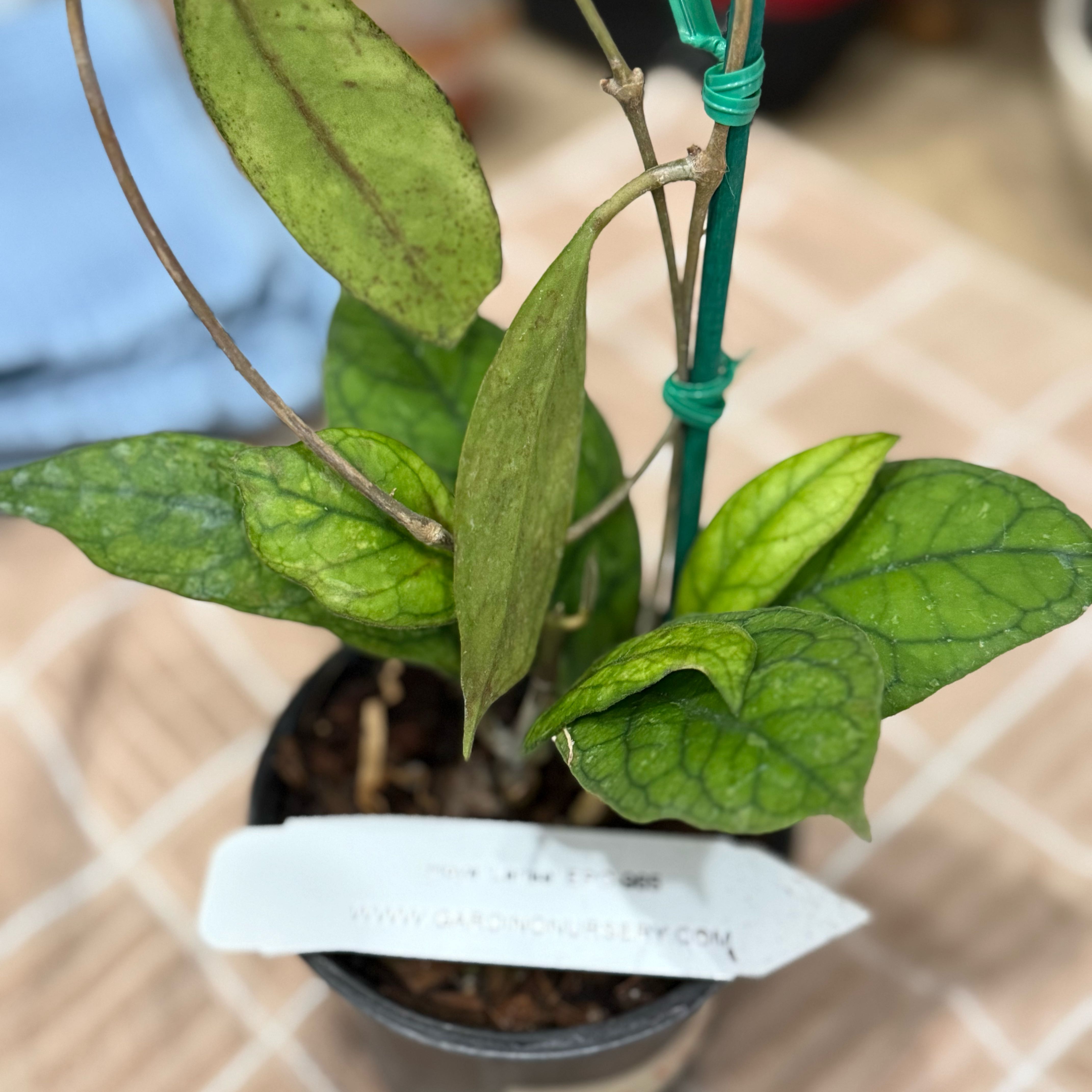 Photo of the plant species Hoya Larisa by @Dawgfreak named H. larisa (finlaysonii x meredithii) on Greg, the plant care app