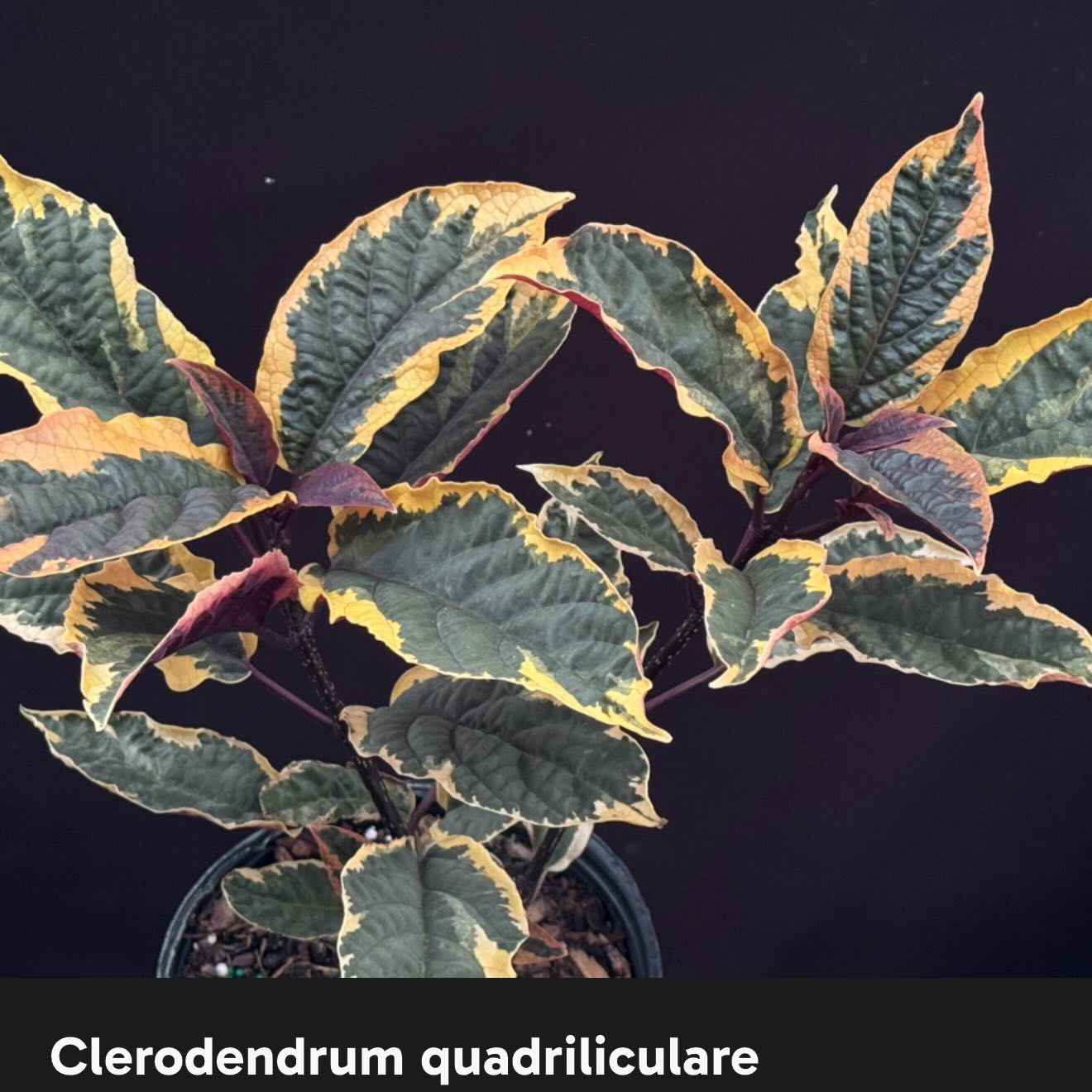 Photo of the plant species Clerodendrum by @Dawgfreak named Clerodendrum quadriliculare Var. on Greg, the plant care app