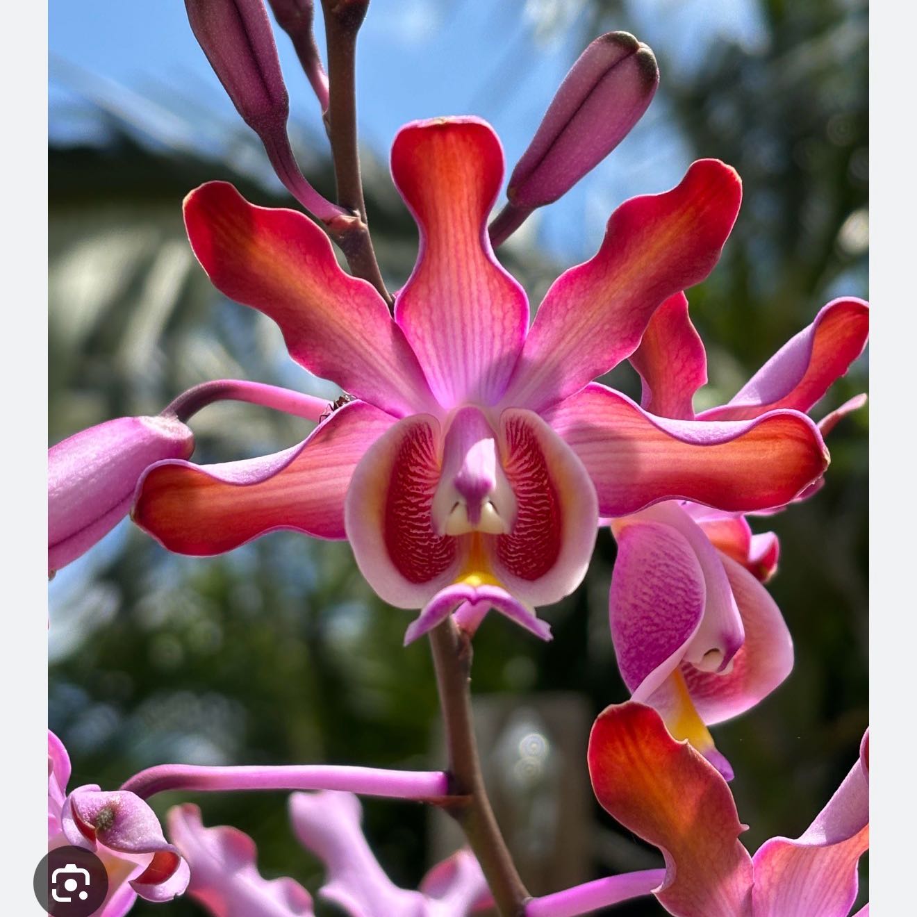 Photo of the plant species Cattleya Hybrid by @Dawgfreak named Cat Schomburgkia tibicines on Greg, the plant care app