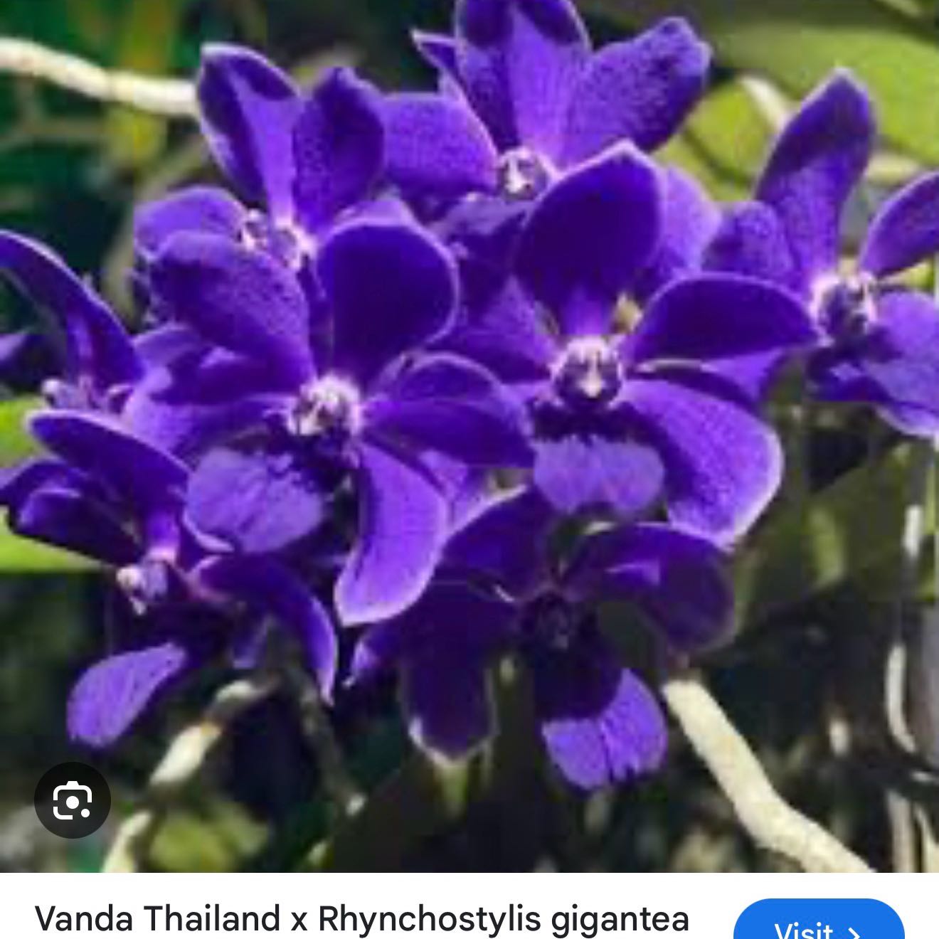 Photo of the plant species Vanda Arunne's Honeymoon by @Dawgfreak named V. Midnight Indigo on Greg, the plant care app