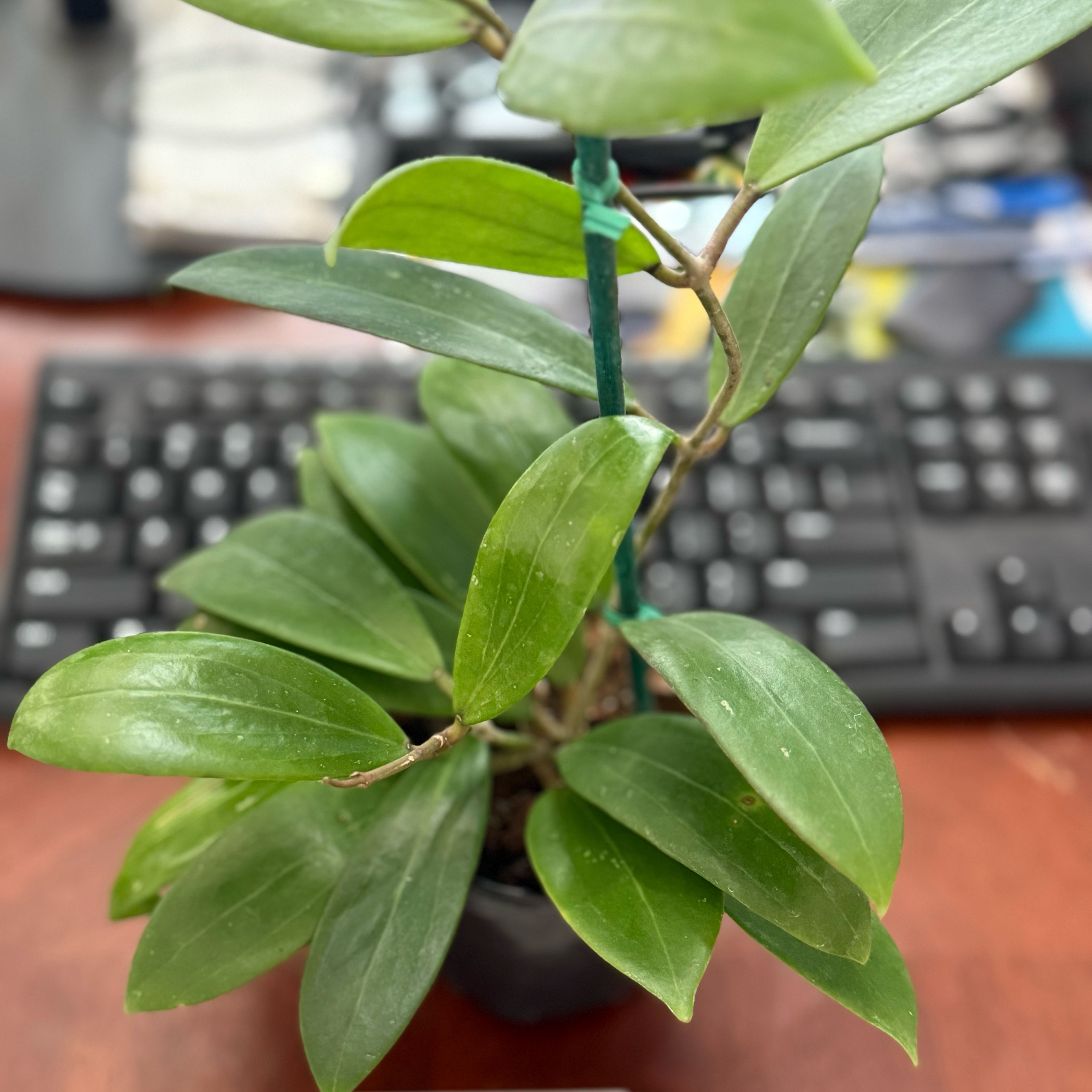 Hoya bhutanica Plant Care: Water, Light, Nutrients | Greg App 🌱