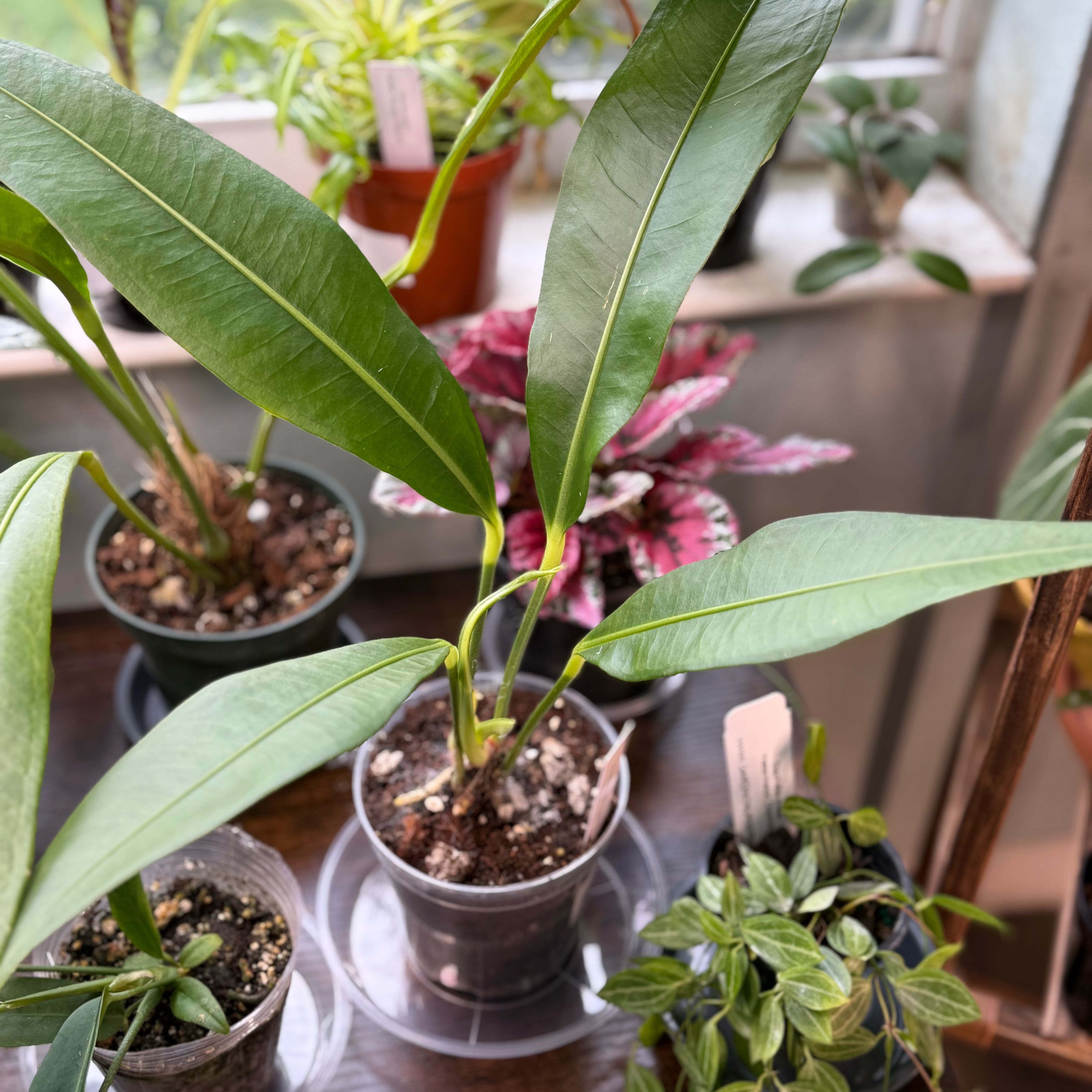 Photo of the plant species Anthurium Scolopendrinum by @Dawgfreak named Anth scolopendrinum on Greg, the plant care app