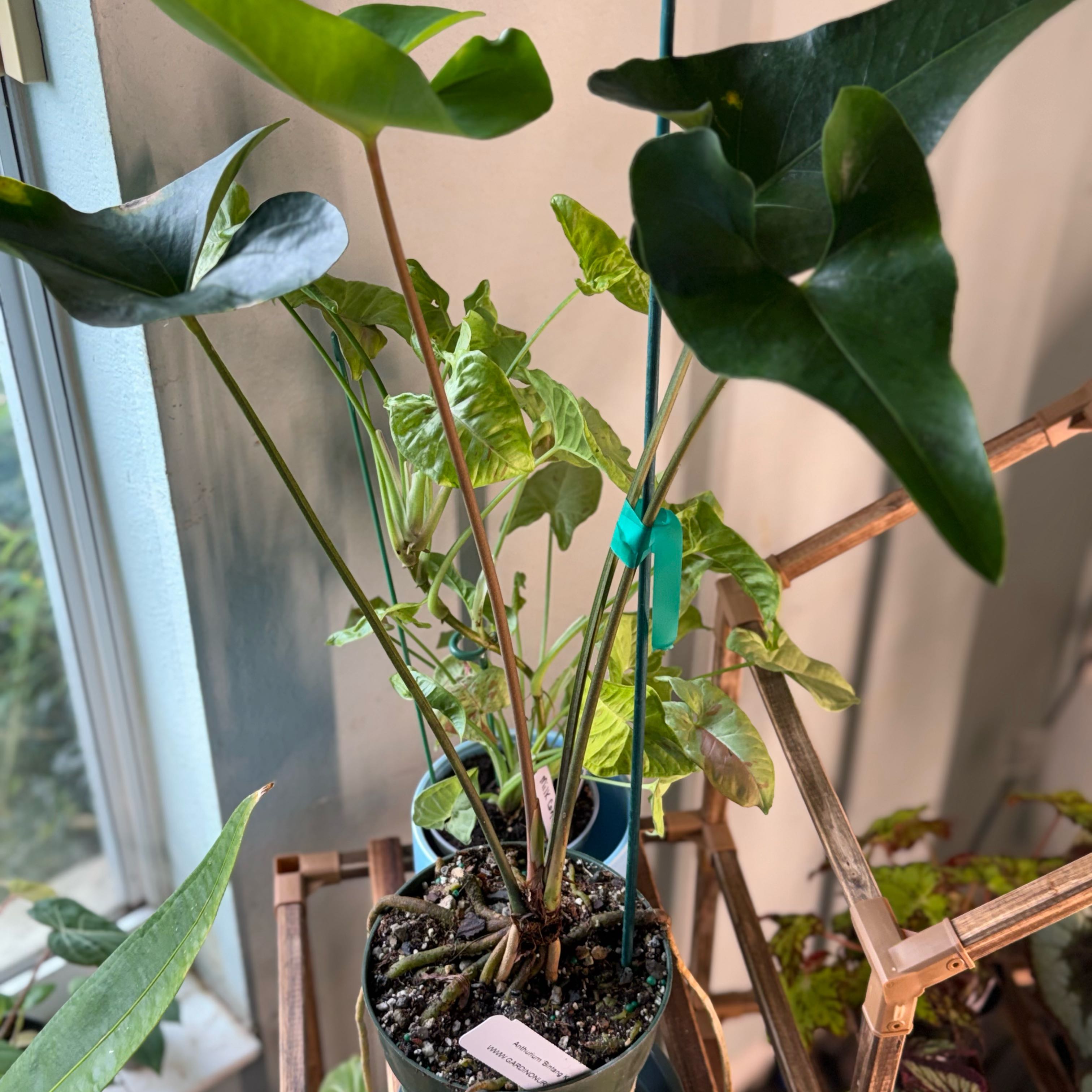Photo of the plant species Anthurium betsyae by @Dawgfreak named Anth Betong Kejora on Greg, the plant care app