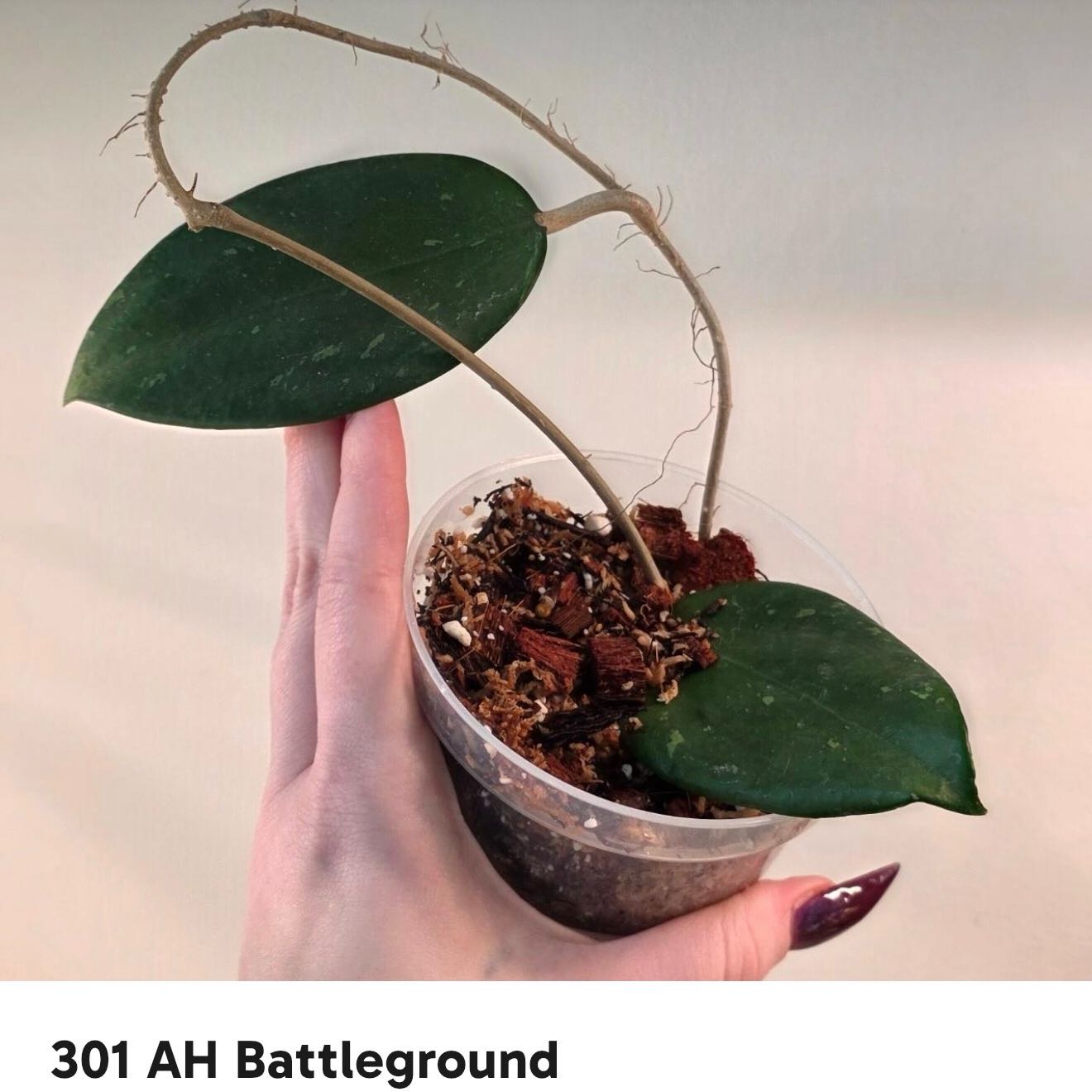 Photo of the plant species Hoya AH Battleground by @Dawgfreak named H. ah battleground on Greg, the plant care app