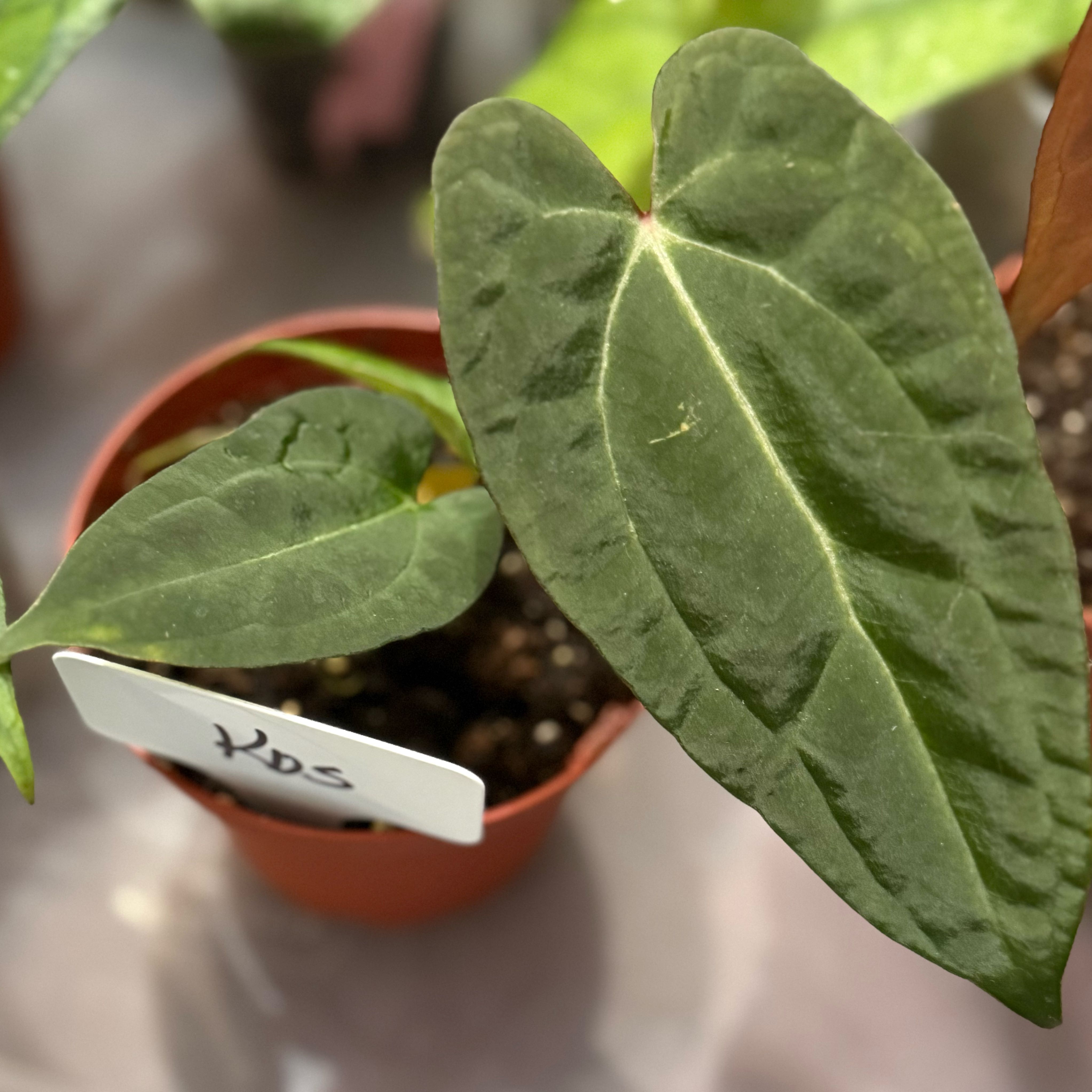 Photo of the plant species Anthurium King of Spades by @Dawgfreak named Anth king of spades on Greg, the plant care app