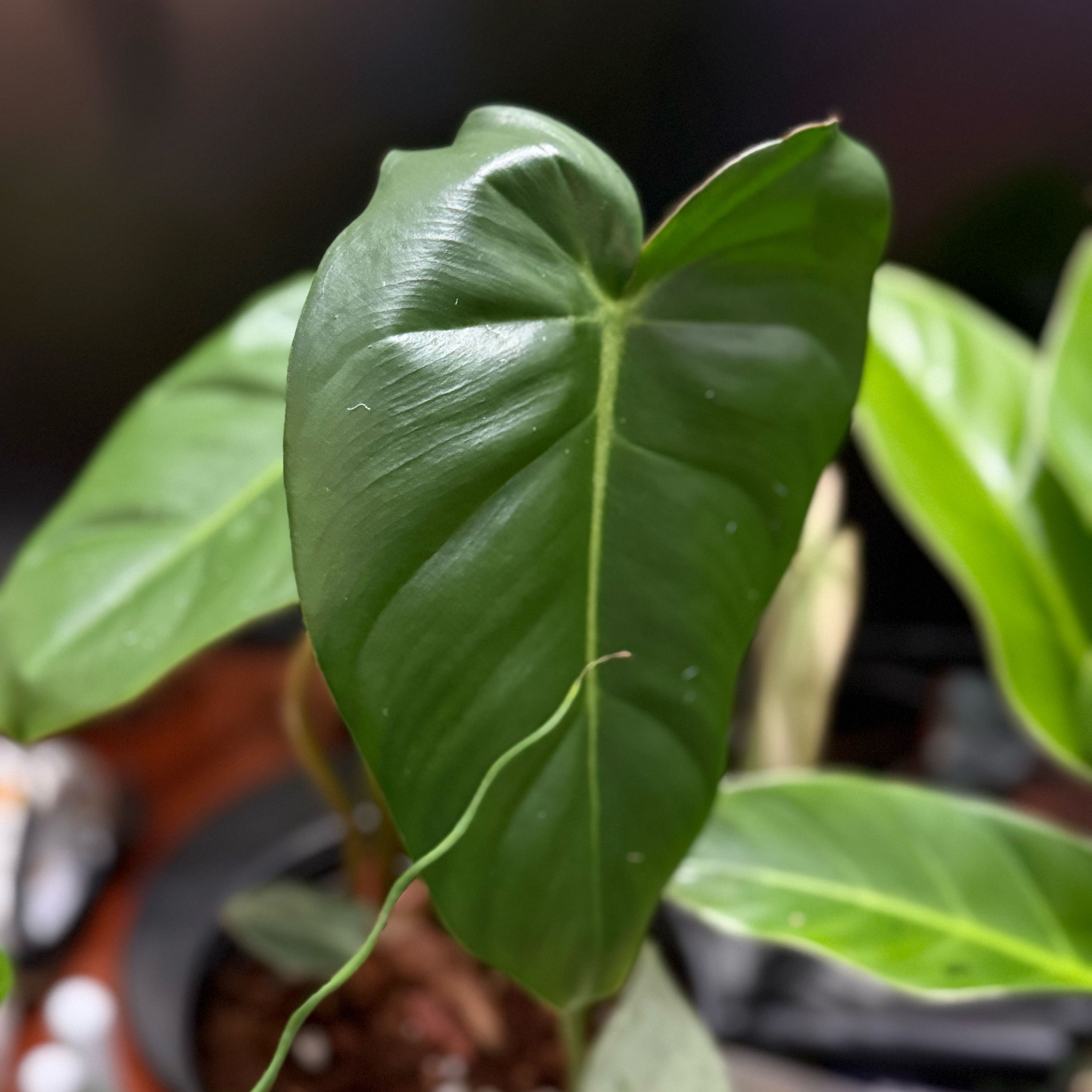 Photo of the plant species Philodendron billietiae x pastazanum by @Dawgfreak named Philo billienum on Greg, the plant care app
