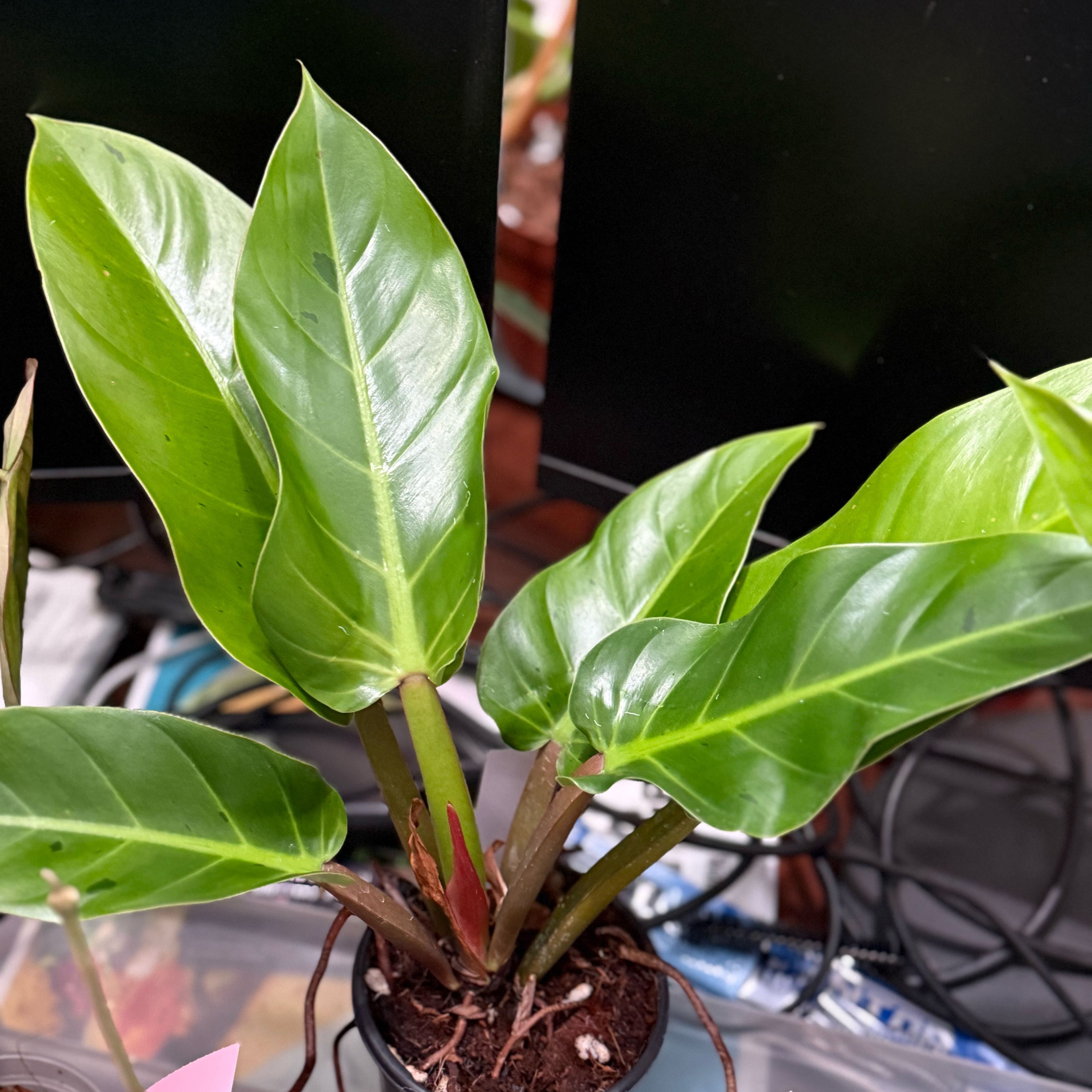 Photo of the plant species Philodendron 'Ruaysap Variegated' by @Dawgfreak named Philo ruaysap marble variegated on Greg, the plant care app
