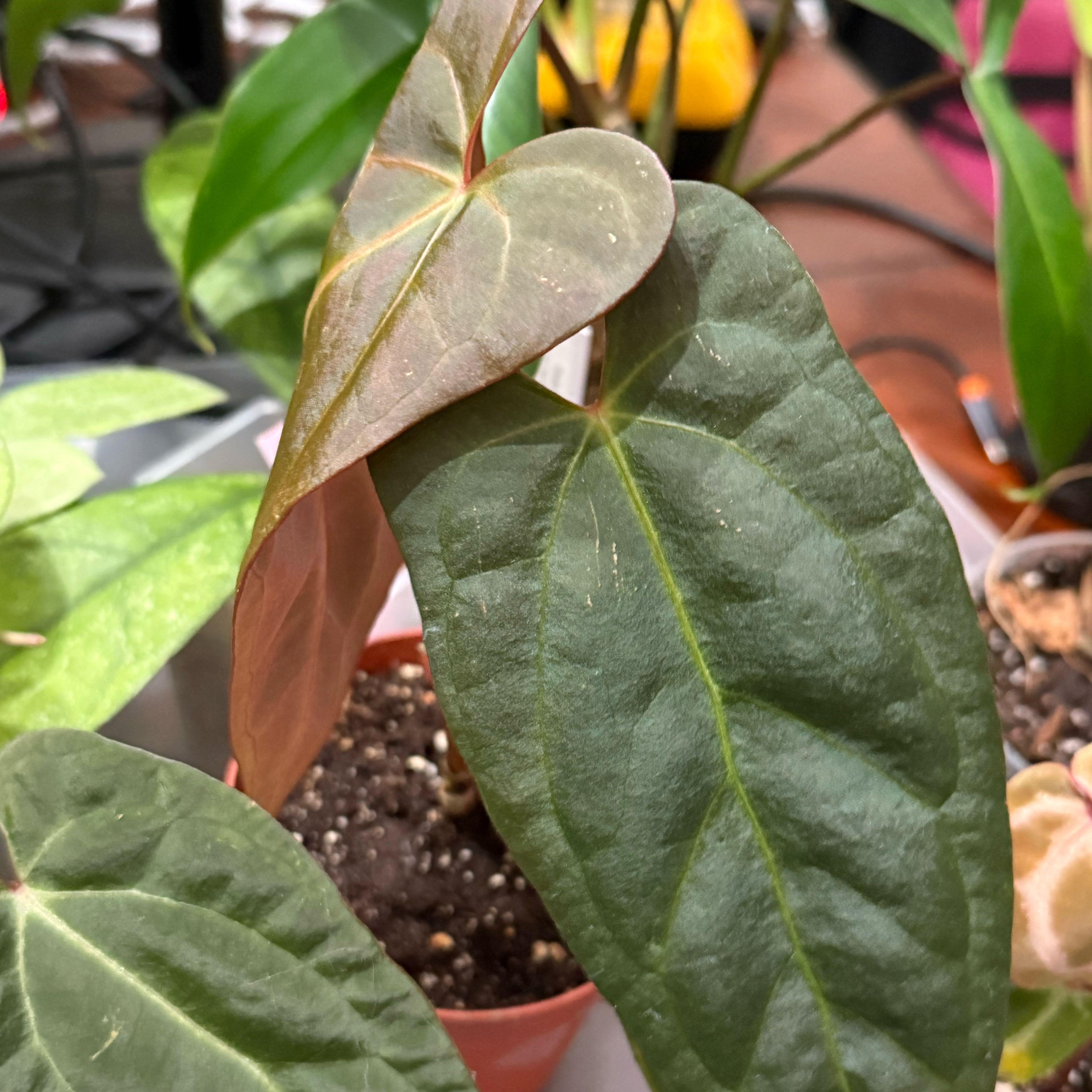Photo of the plant species Anthurium Hybrid by @Dawgfreak named Anth xone x blue papillilaminum on Greg, the plant care app
