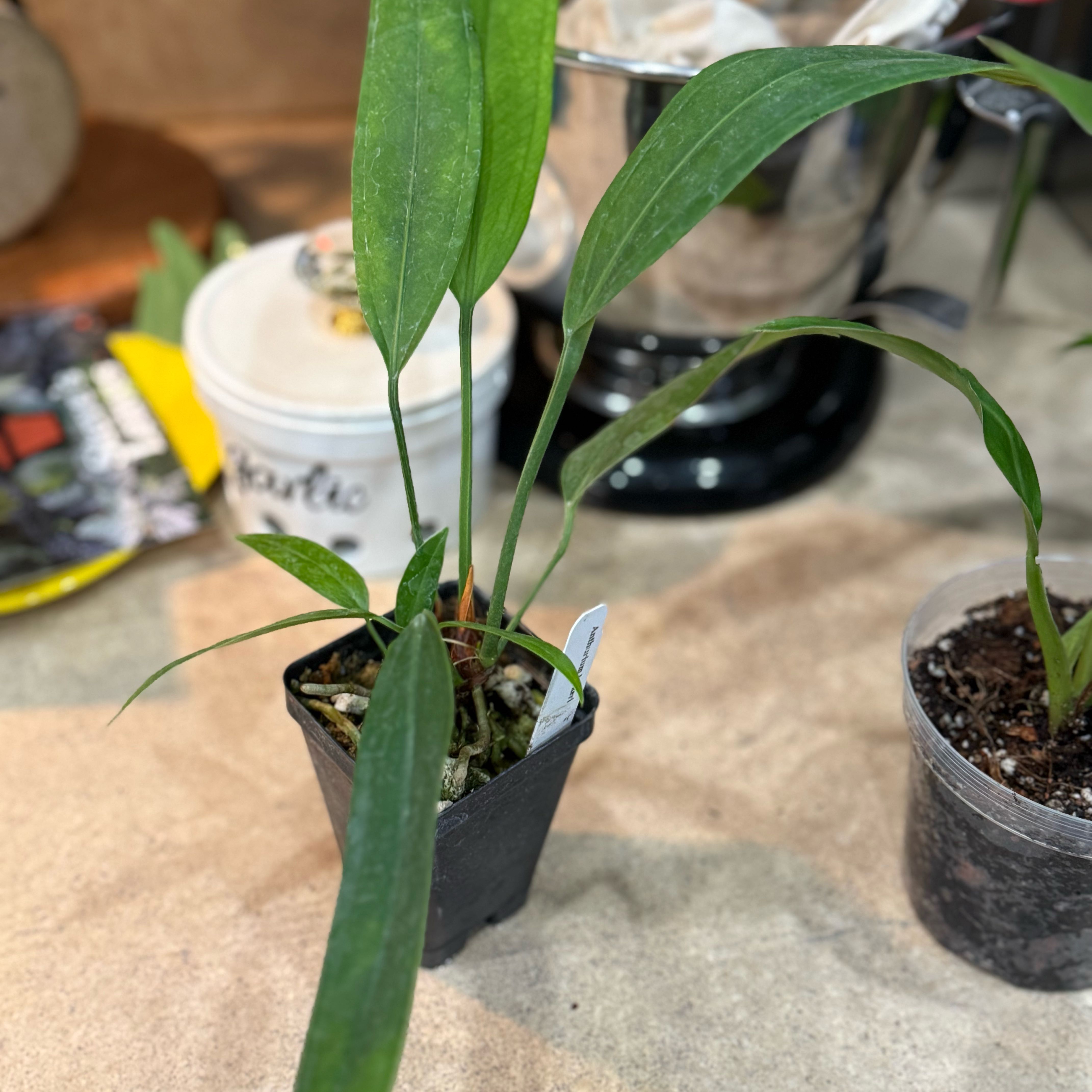 Photo of the plant species Anthurium bakeri by @Dawgfreak named Anth bakeri on Greg, the plant care app