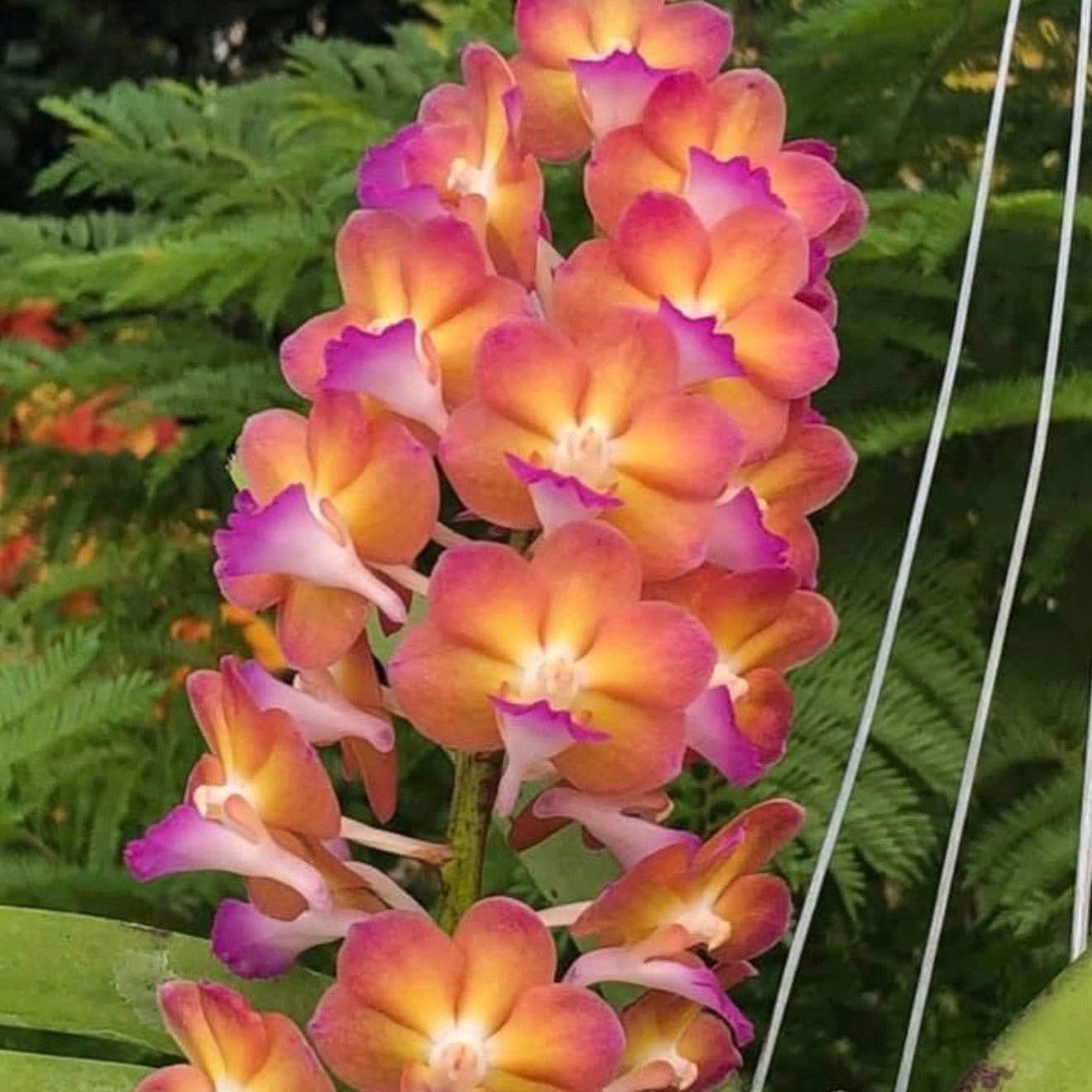 Photo of the plant species Rapeepath by @Dawgfreak named V. Rapeepath peach pink on Greg, the plant care app