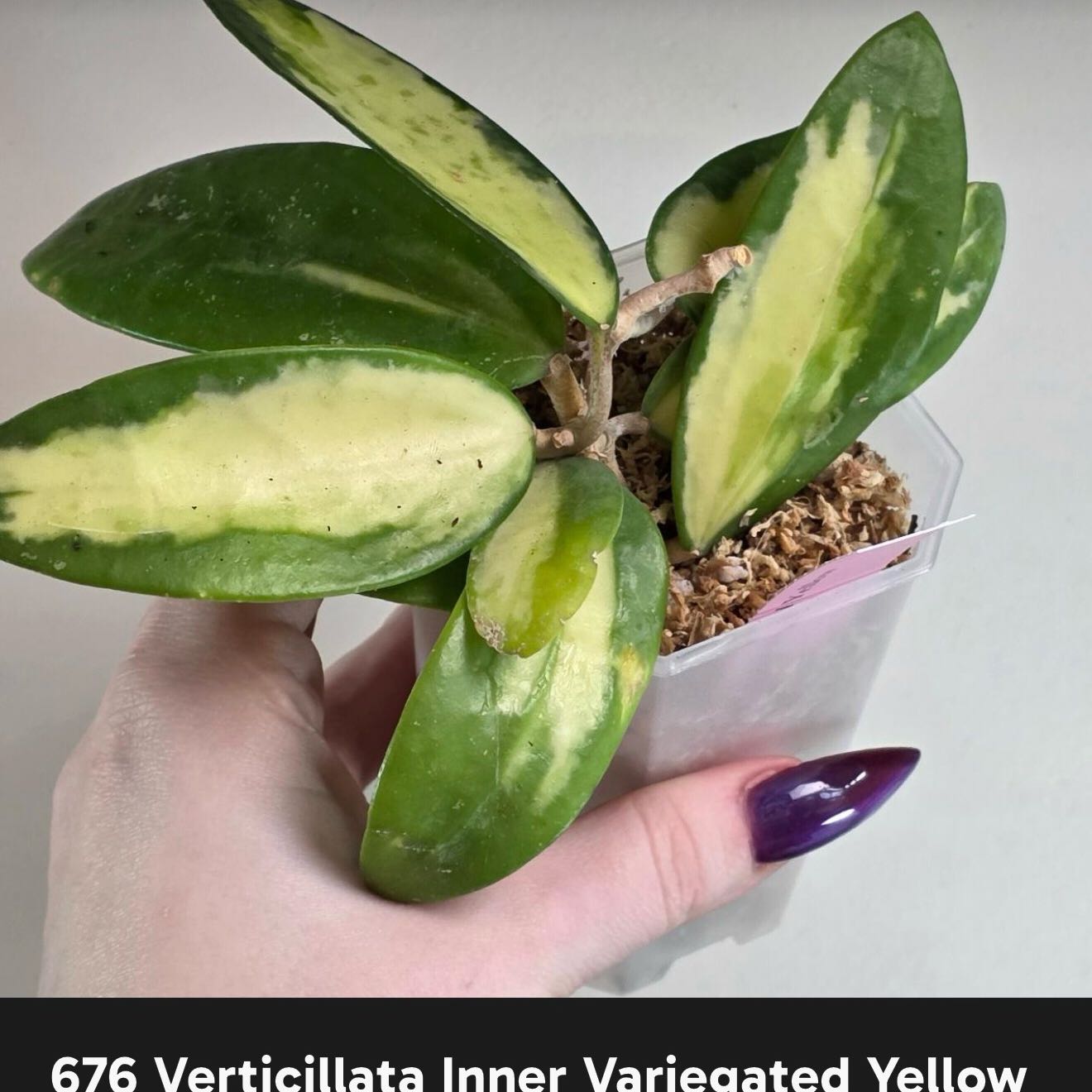 Photo of the plant species Hoya verticillata by @Dawgfreak named H. verticillata inner variegated on Greg, the plant care app
