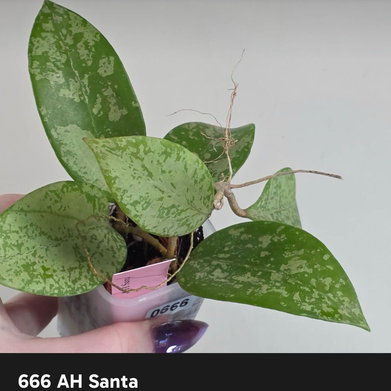 Photo of the plant species Hoya AH-074 by @Dawgfreak named H. ah santa on Greg, the plant care app