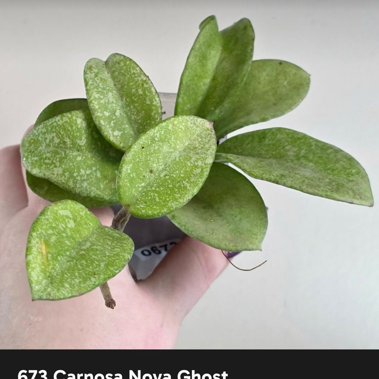 Photo of the plant species Waxplant by @Dawgfreak named H. carnosa Nova Ghost on Greg, the plant care app