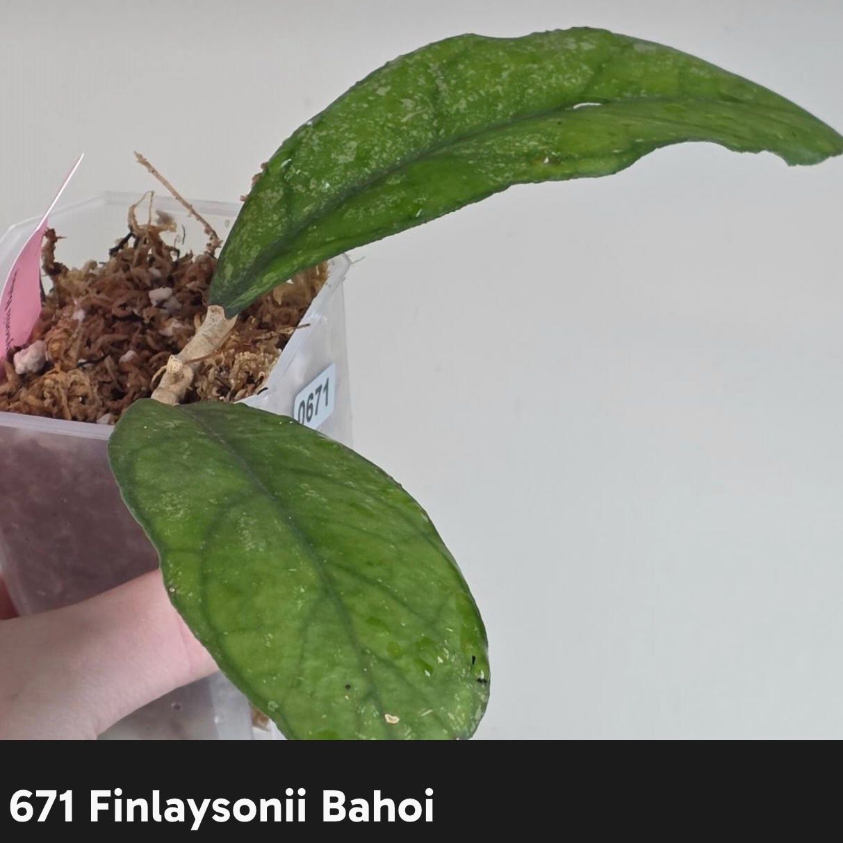 Photo of the plant species Hoya Finlaysonii by @Dawgfreak named H. finlaysonii bahoi on Greg, the plant care app