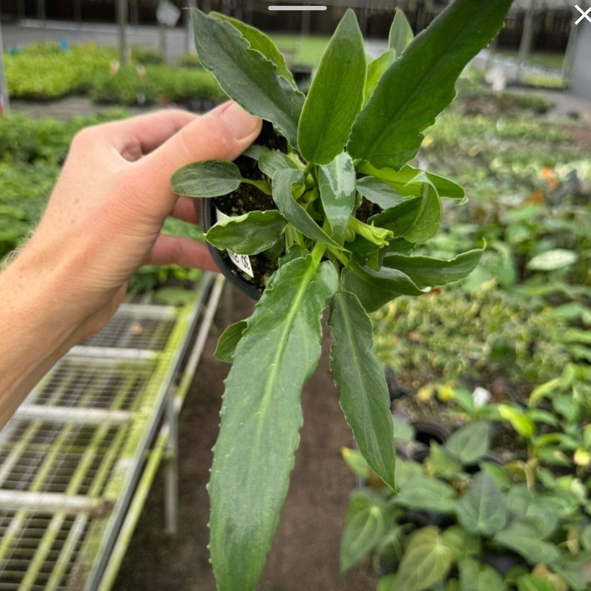 Photo of the plant species Philodendron Herthae by @Dawgfreak named Philo heather may on Greg, the plant care app
