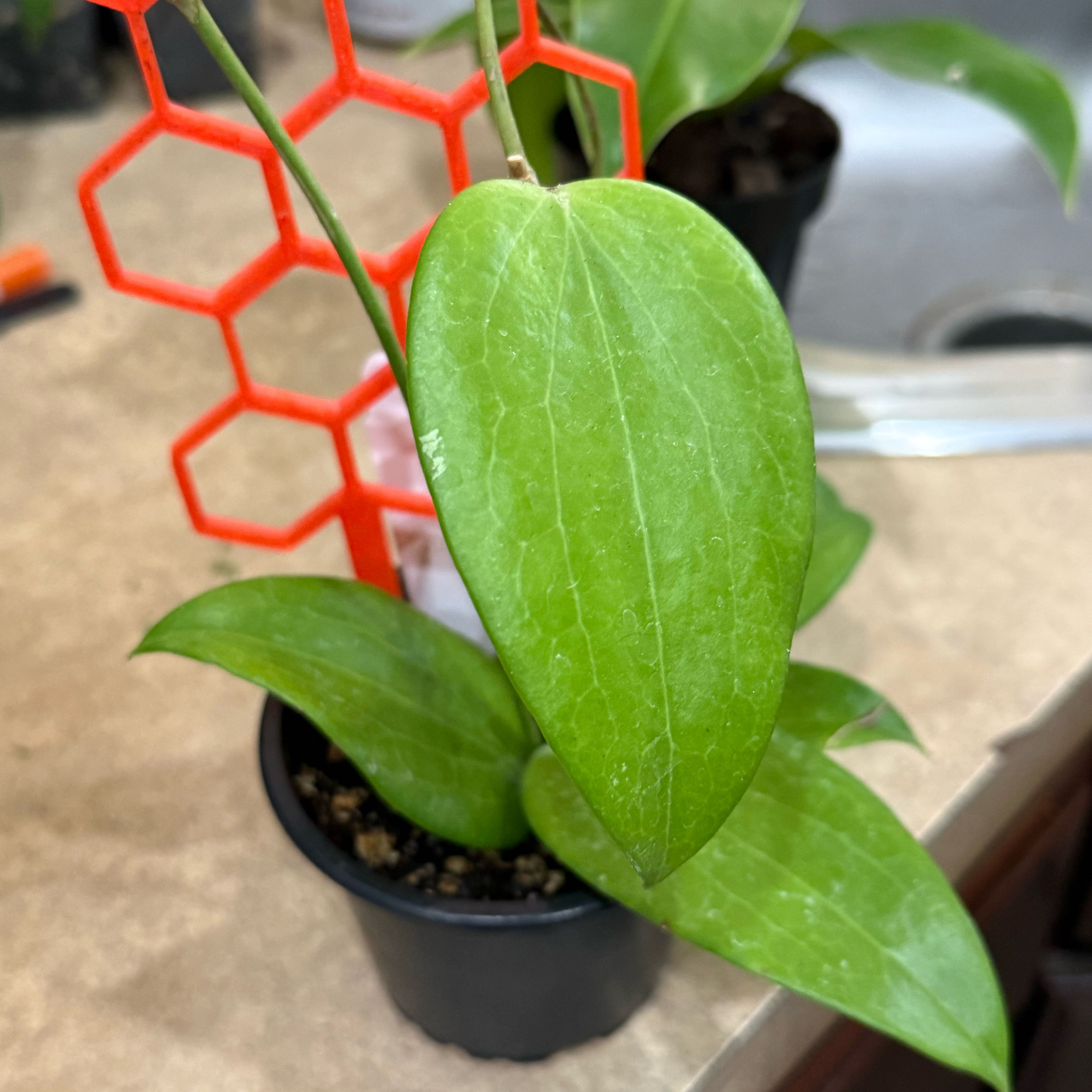 Photo of the plant species Hoya aldrichii by @Dawgfreak named H. aldrichii on Greg, the plant care app