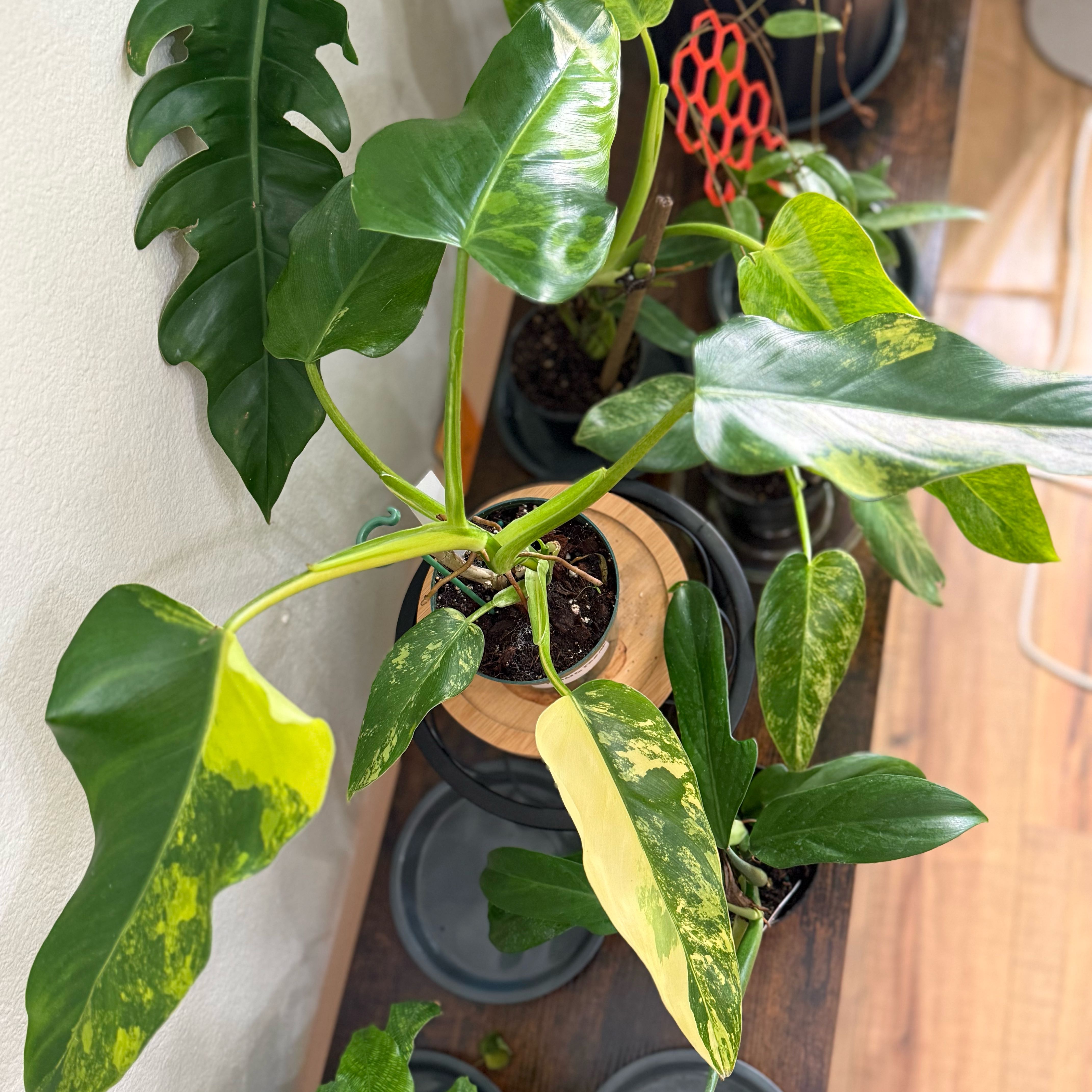 Photo of the plant species Philodendron Verigated Domesticum by @Dawgfreak named Philo domesticum variegated on Greg, the plant care app