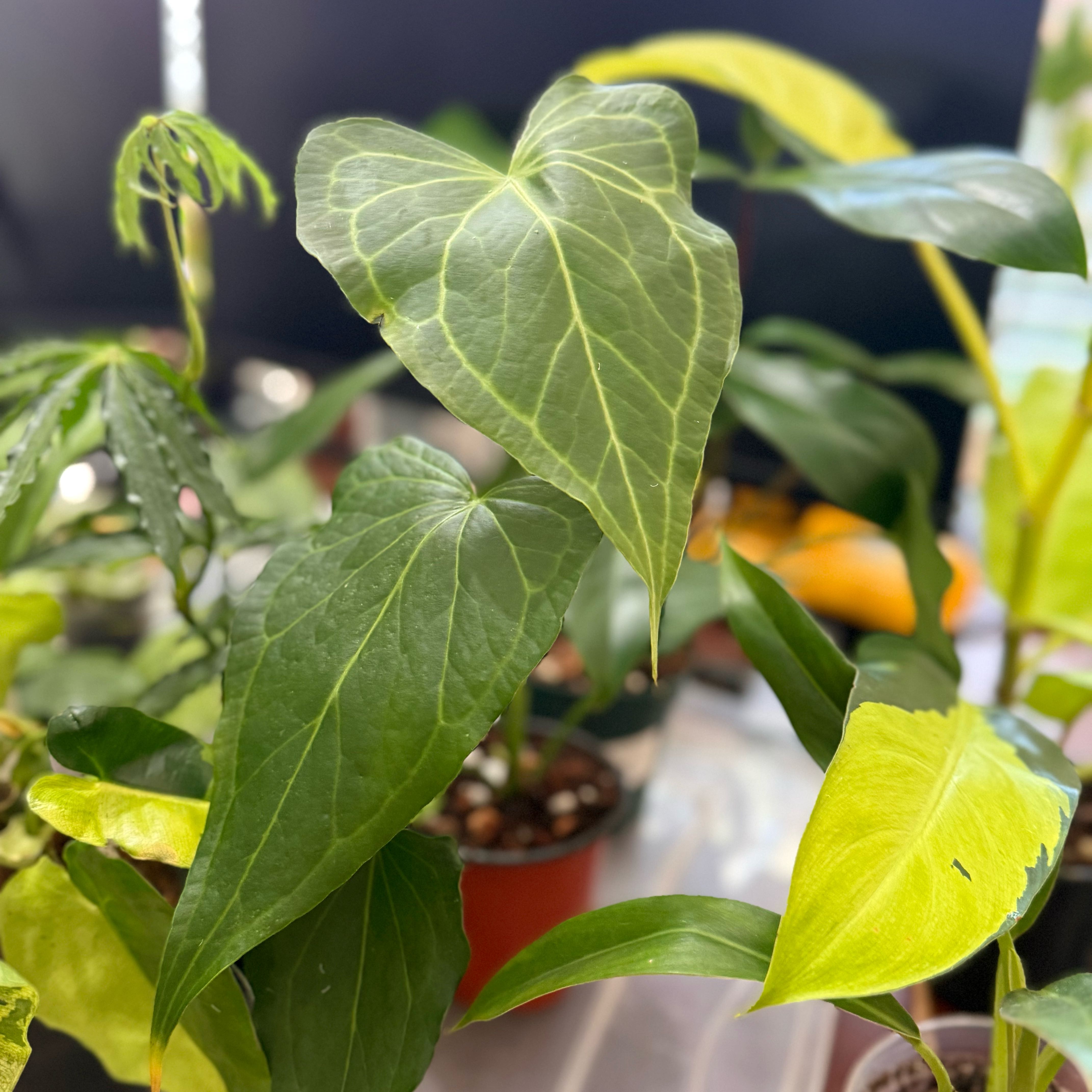 Photo of the plant species Delta Force Anthurium by @Dawgfreak named Anth delta force on Greg, the plant care app