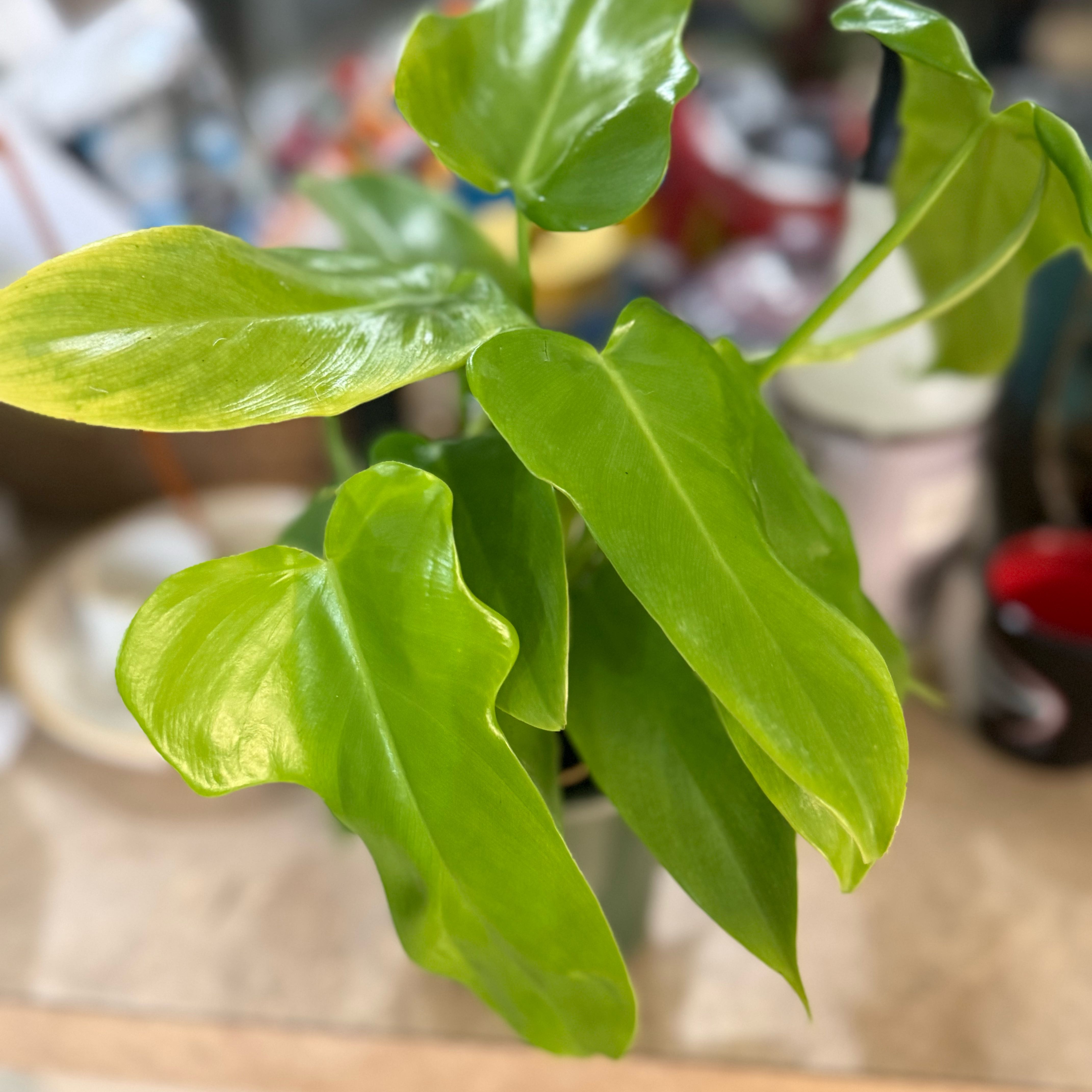 Photo of the plant species Philodendron Gold Violin by @Dawgfreak named Philo bipennifolium aurea on Greg, the plant care app
