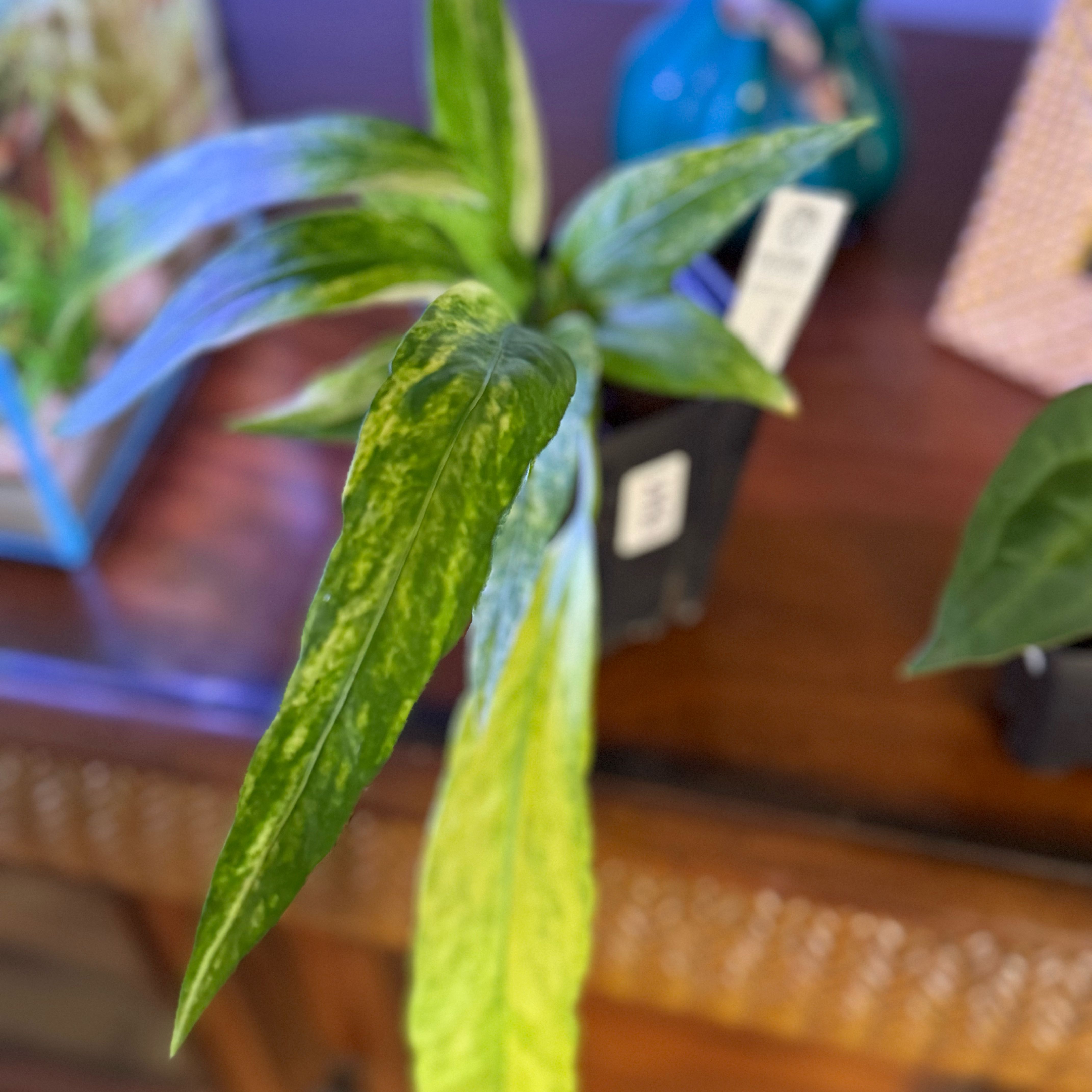Photo of the plant species Variegated Anthurium Vittarifolium by @Dawgfreak named Anth vittarifolium variegated on Greg, the plant care app