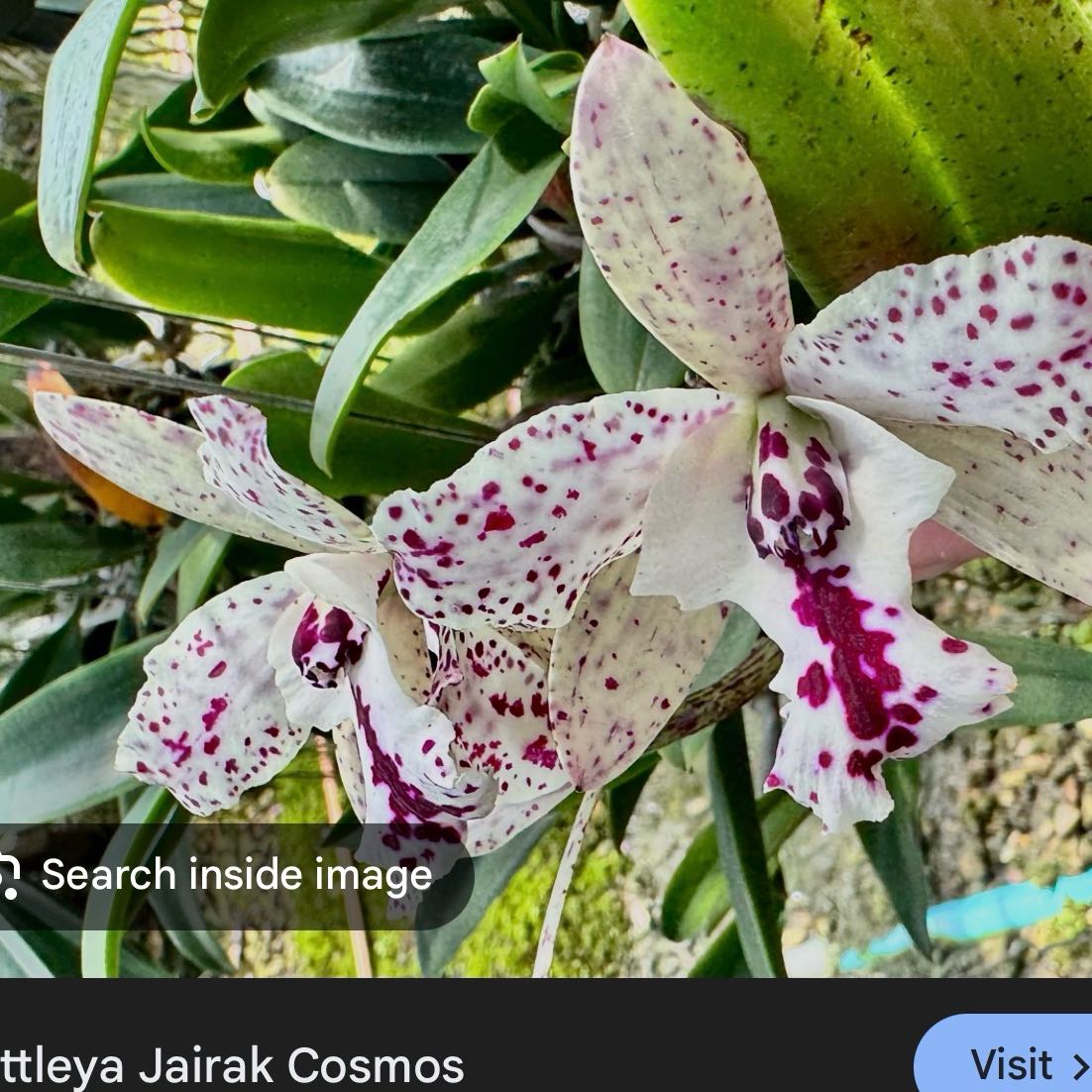Photo of the plant species Cattleya by @Dawgfreak named Cat Jairak Cosmos on Greg, the plant care app