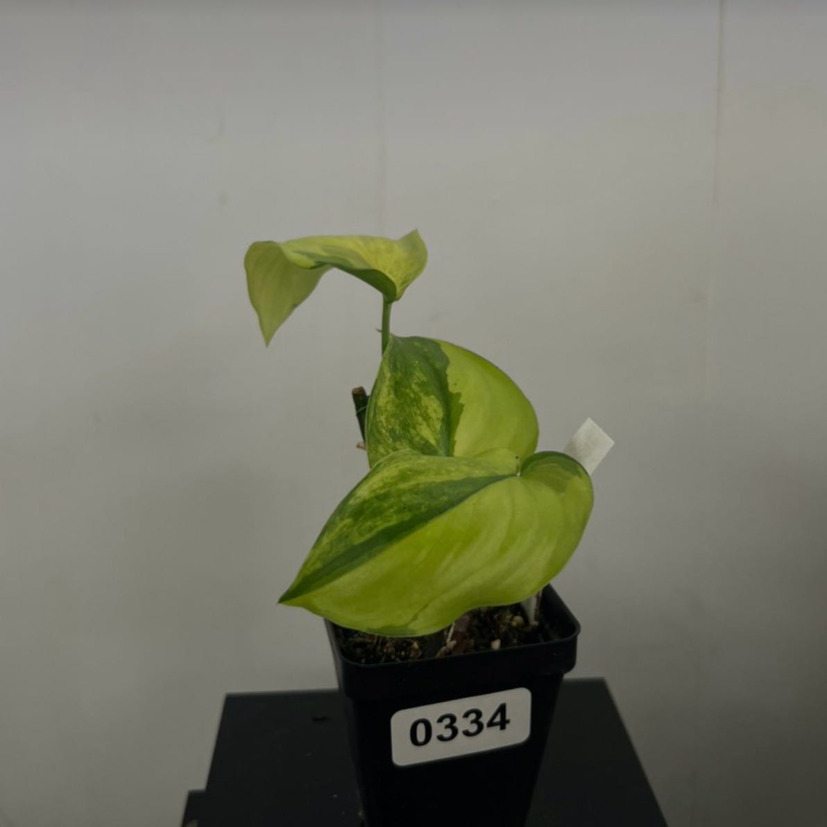 Photo of the plant species Jade Satin Pothos by @Dawgfreak named Scindapsus jade satin aurea on Greg, the plant care app