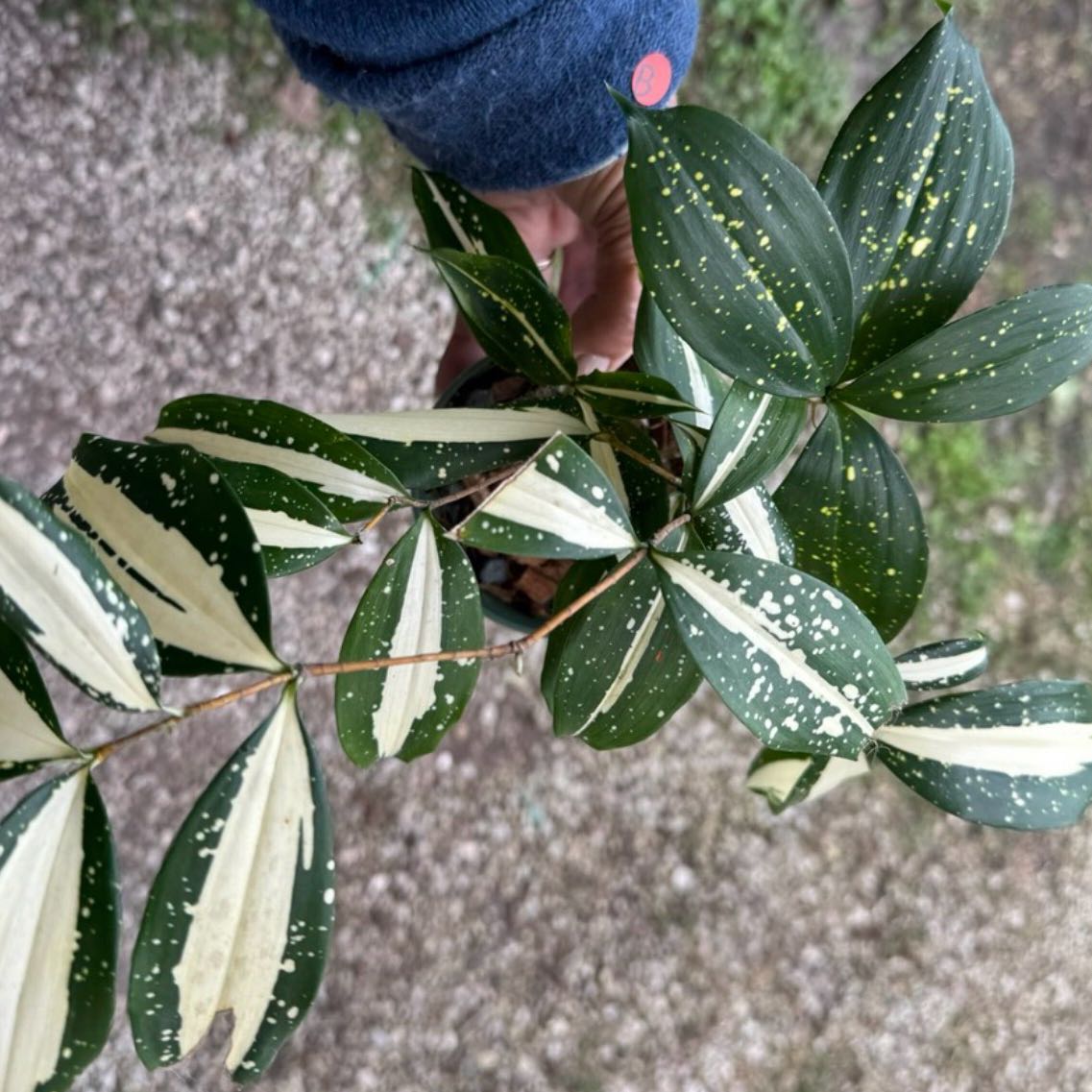 Photo of the plant species Dracaena 'Milky Way' by @Dawgfreak named Dracaena Milky Way on Greg, the plant care app