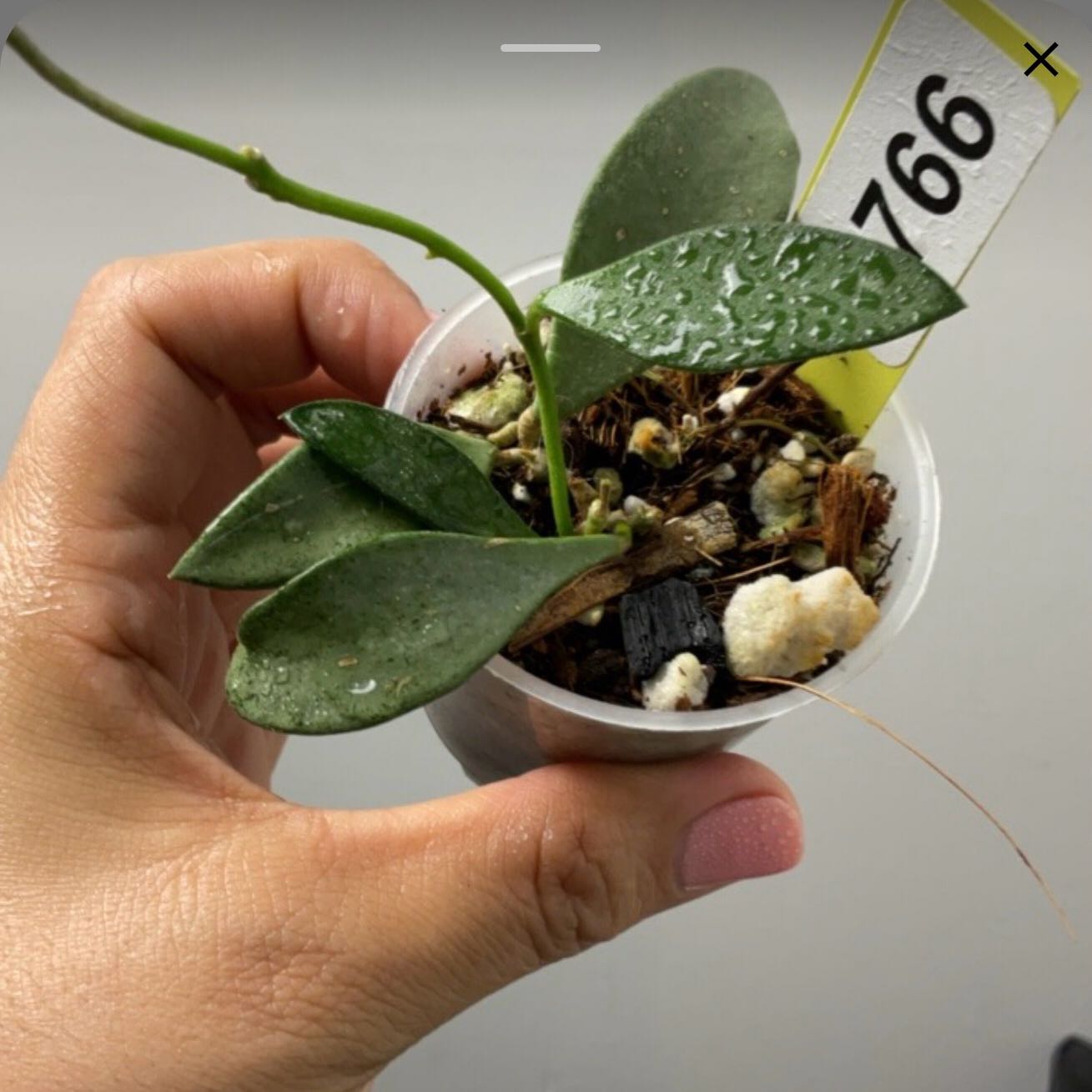 Photo of the plant species Hoya nummularioides by @Dawgfreak named H. nummularioides silver on Greg, the plant care app