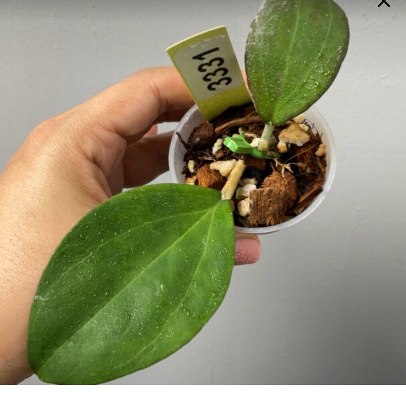 Photo of the plant species Hoya patcharawalai023 by @Dawgfreak named H. icencis on Greg, the plant care app
