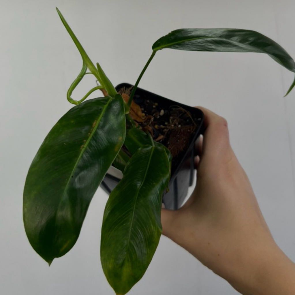 Photo of the plant species Philodendron patriciae by @Dawgfreak named Philo patriciae on Greg, the plant care app
