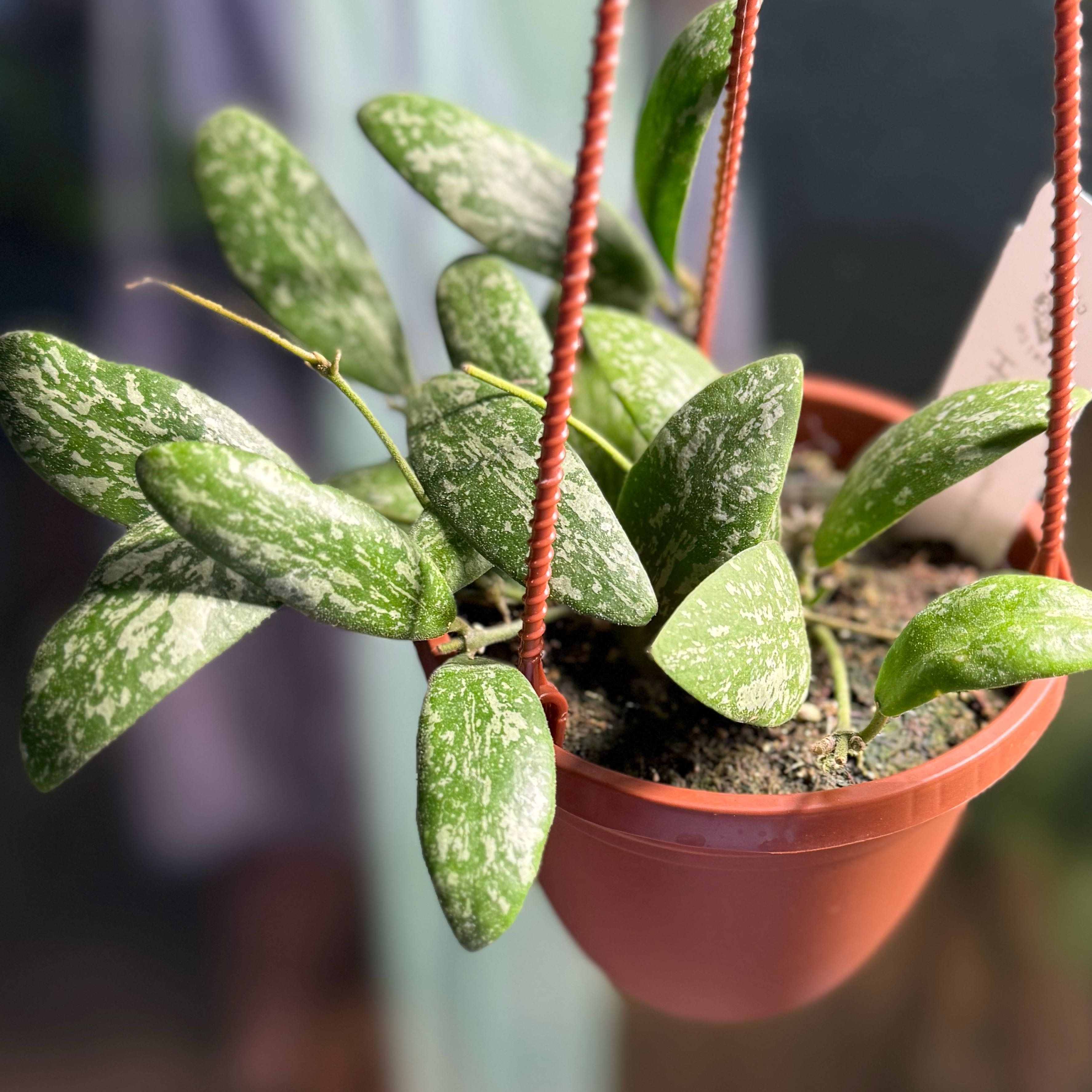 Photo of the plant species Hoya Sigillatis Borneo by @Dawgfreak named H. sigillatis Borneo on Greg, the plant care app