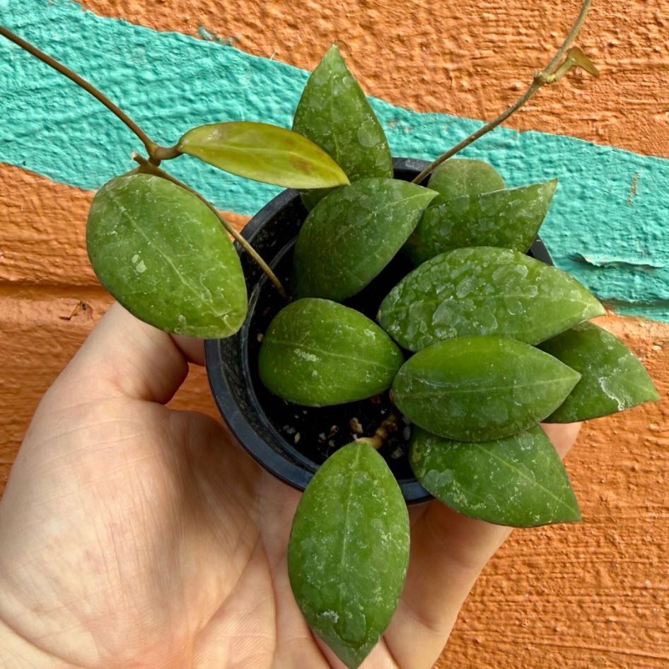 Photo of the plant species Hoya elliptica by @Dawgfreak named H. elliptica on Greg, the plant care app
