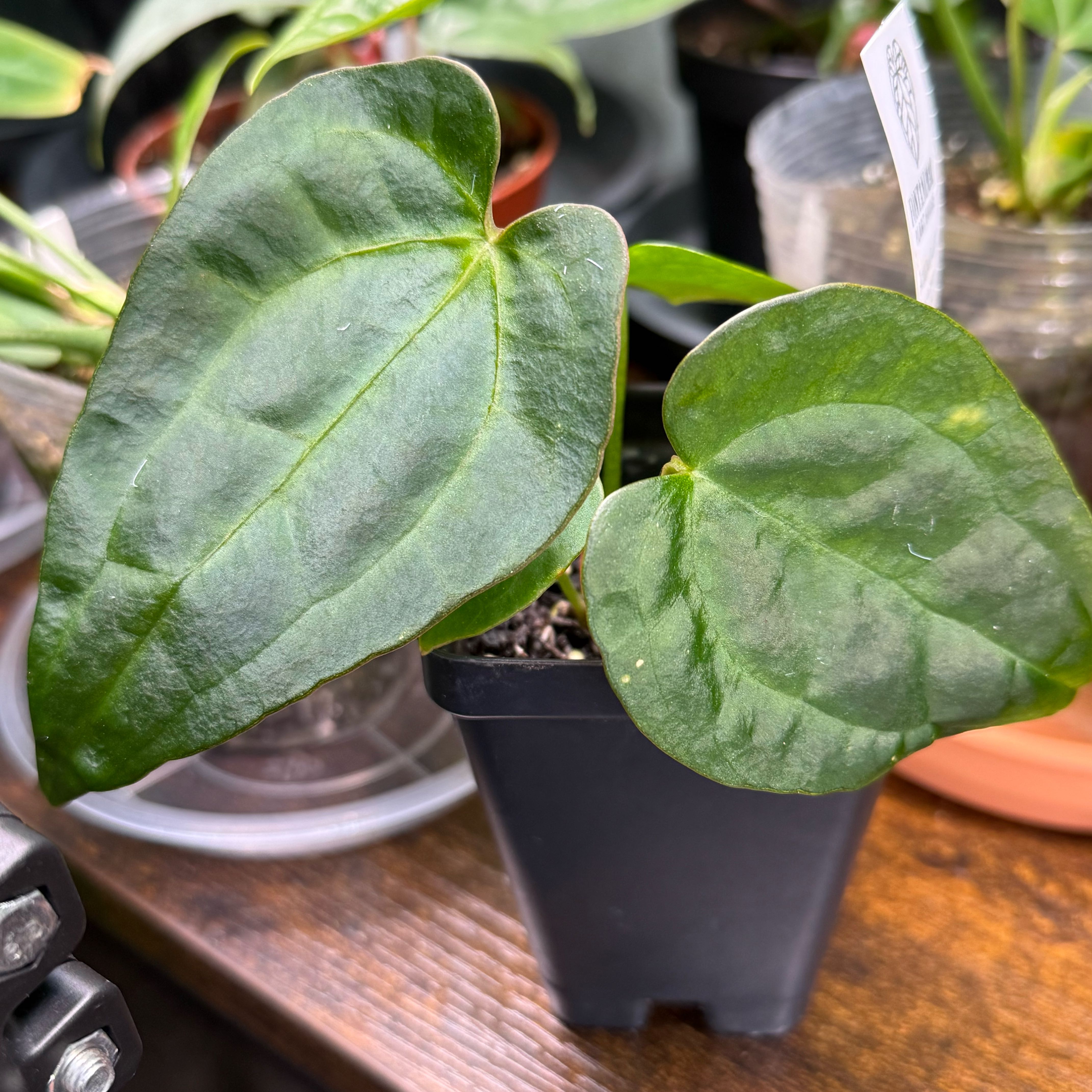 Photo of the plant species Ace Of Spades by @Dawgfreak named Anth ace of spades dark form on Greg, the plant care app