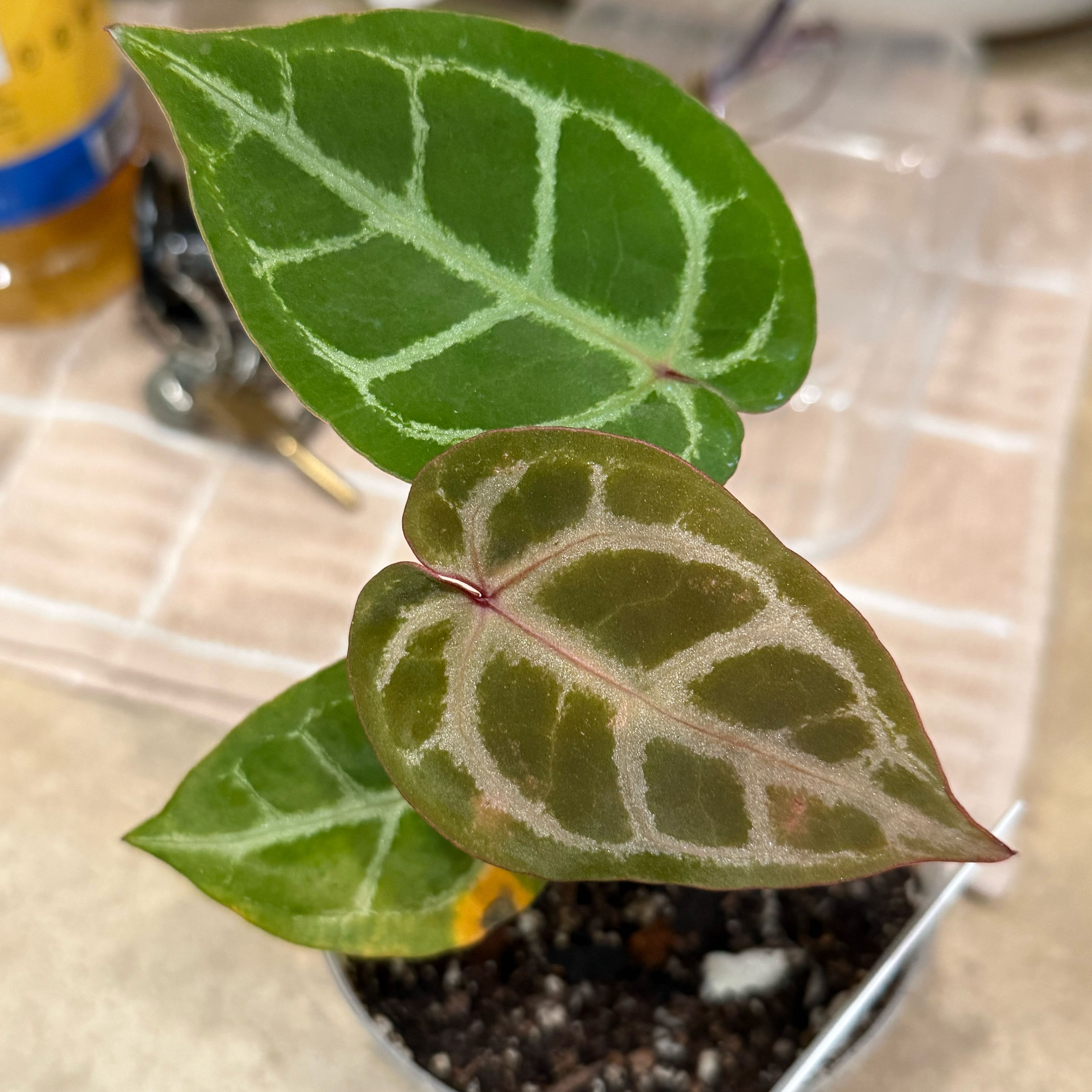Photo of the plant species Anthurium Hybrid by @Dawgfreak named Anth hoffmanii x red KOS on Greg, the plant care app