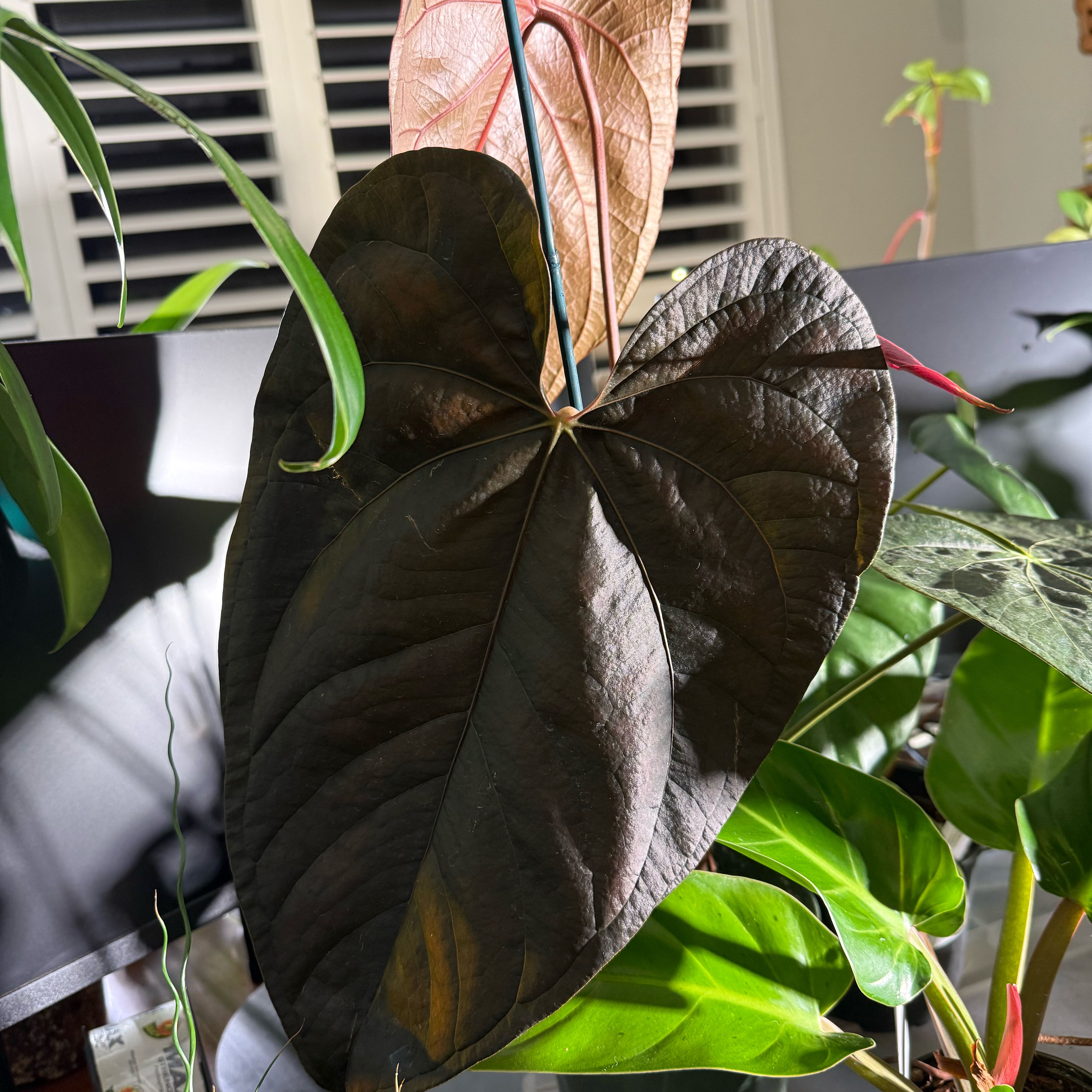 Photo of the plant species Anthurium 'Queen of Hearts' by @Dawgfreak named Anth queen of hearts on Greg, the plant care app
