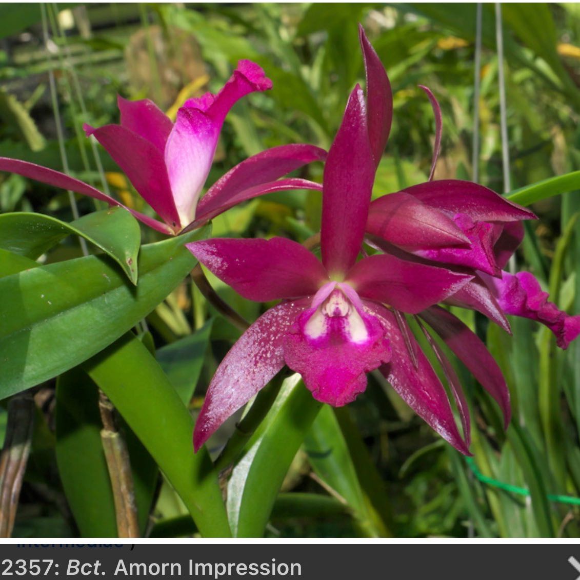 Photo of the plant species Cattleya Amoena by @Dawgfreak named Cat Amorn Impression on Greg, the plant care app